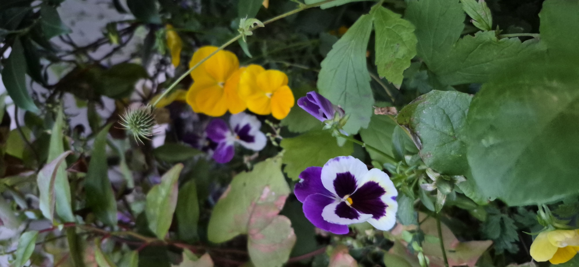 Summer flowers in close-up, Gdańsk neighborhood gardens