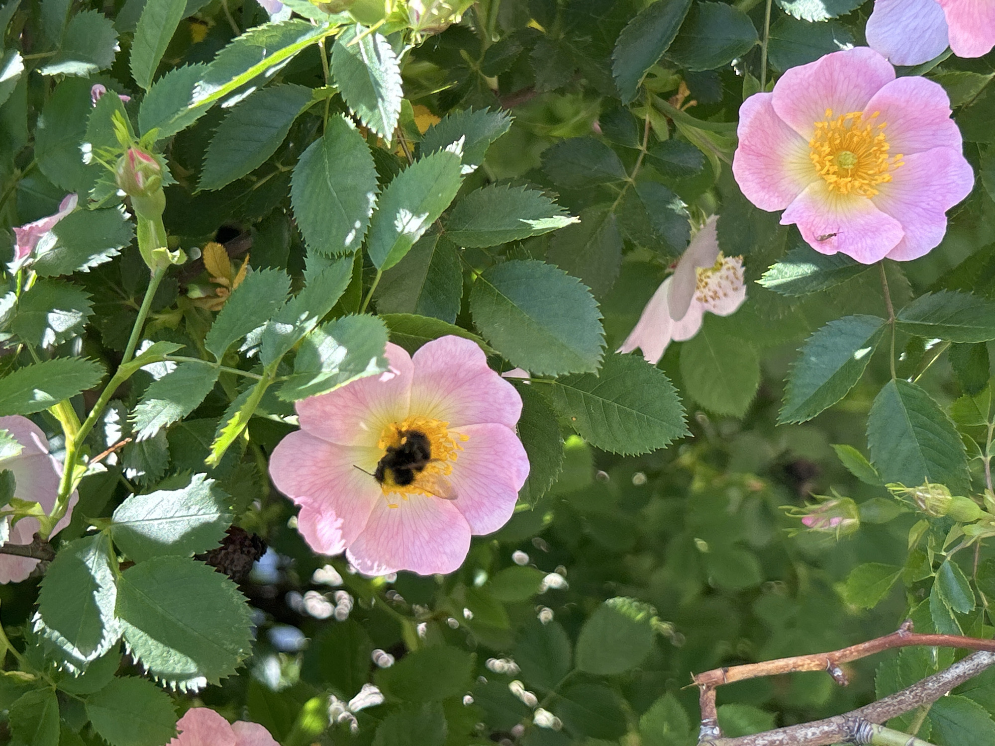 Bumblebee forages among wild roses in morning bloom