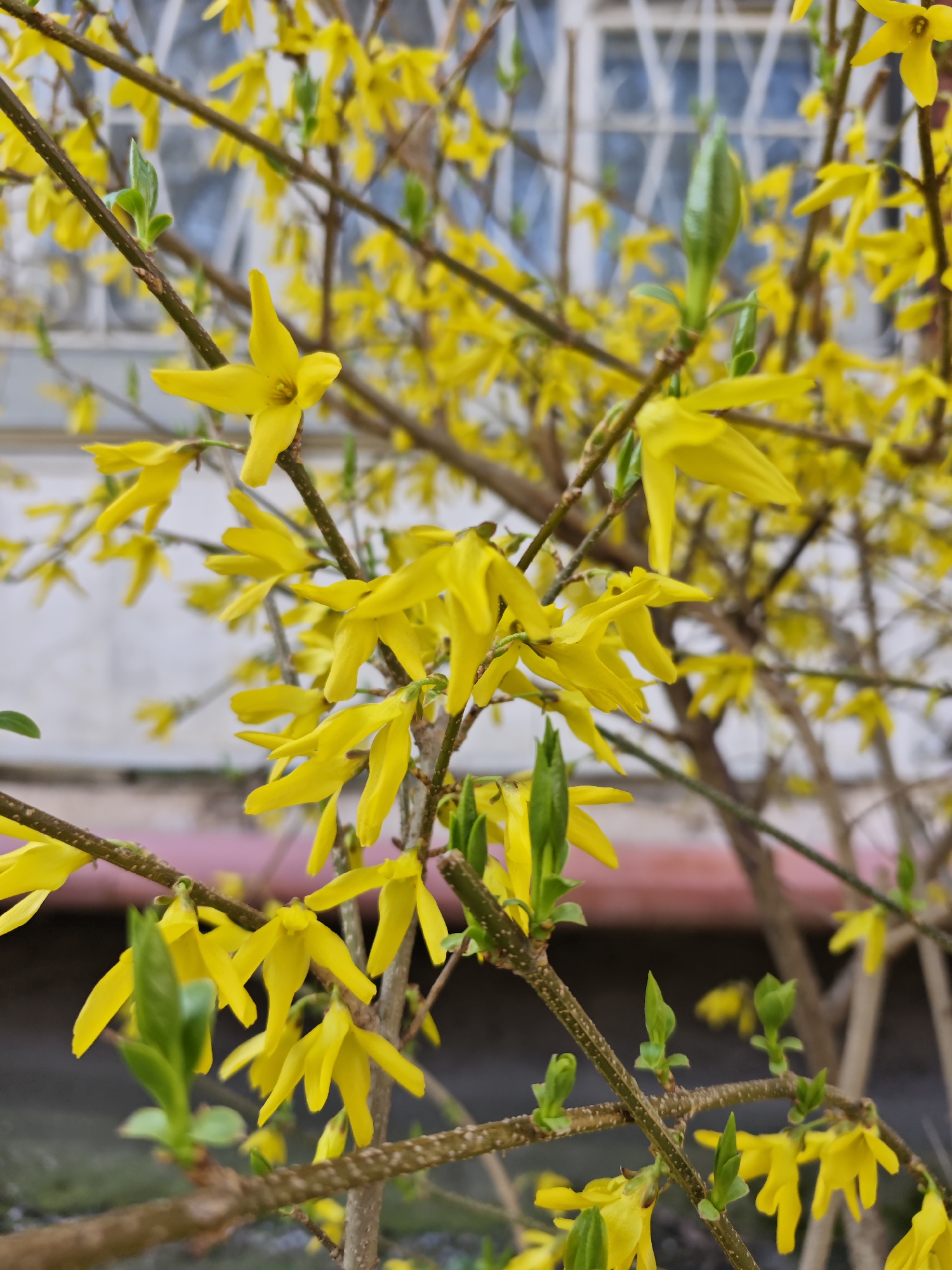 Spring forsythia blooms brighten Pyatigorsk sidewalks in early morning