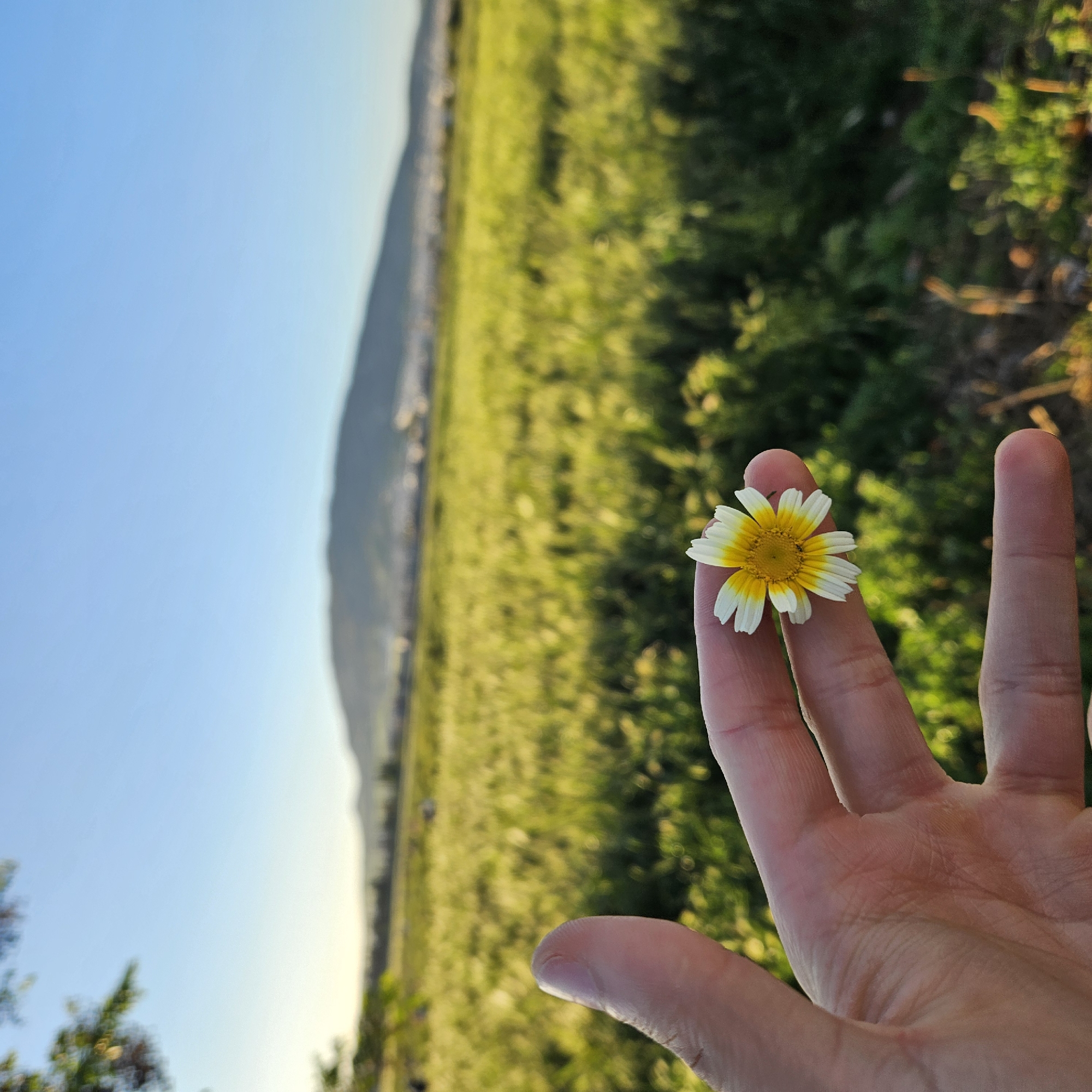 Person holds daisy flower in Fez, Morocco