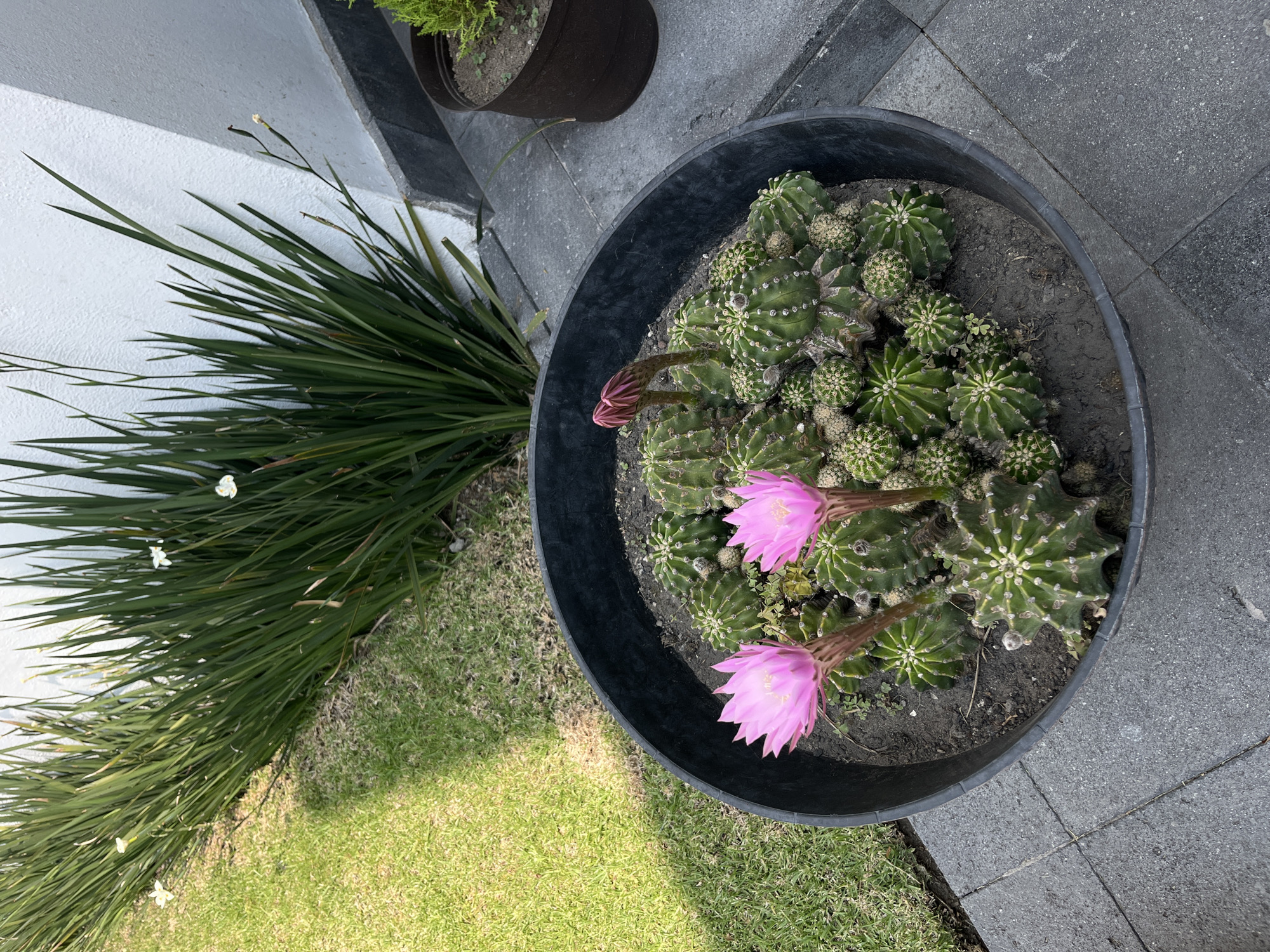 Blooming barrel cacti spotted in Barrio de Nuevo León garden