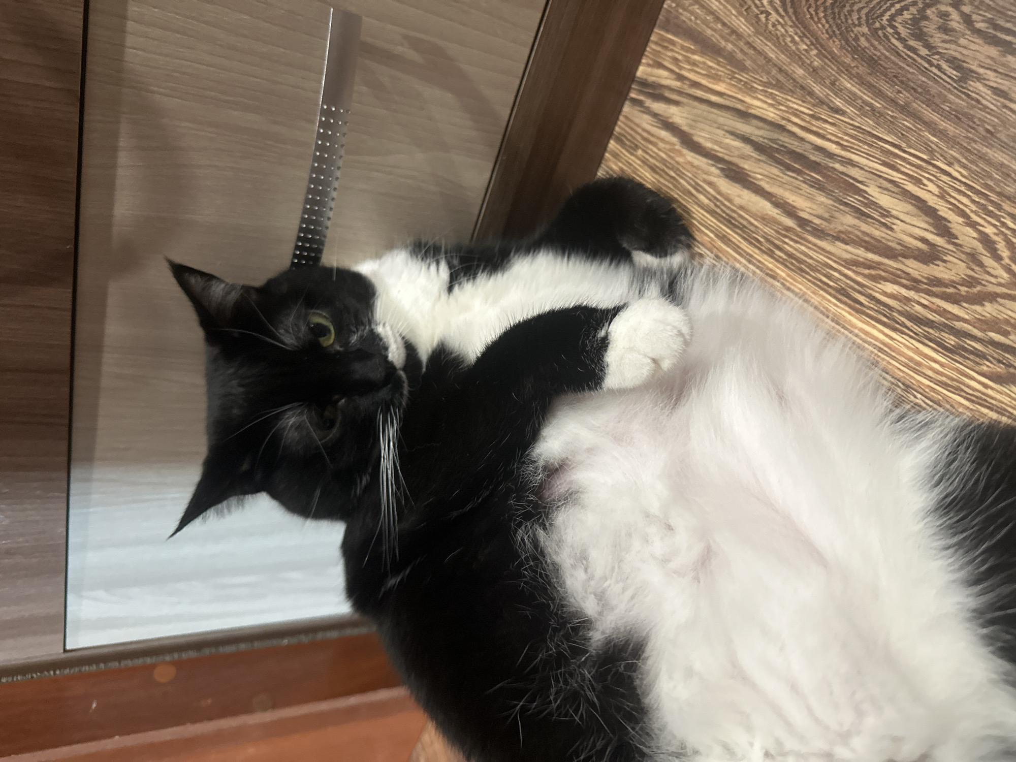 Quiet morning moments with pets captured in Sayanogorsk home