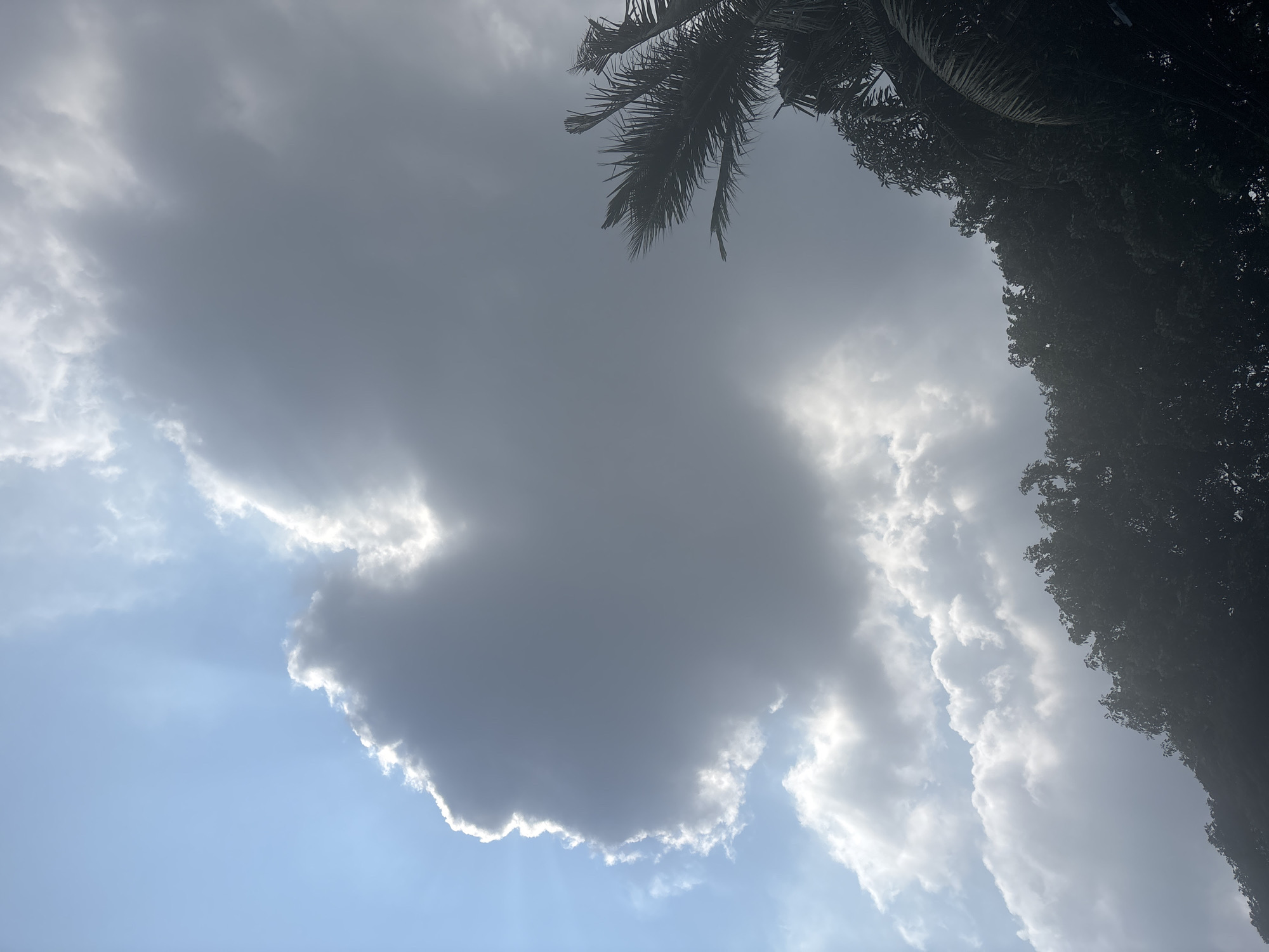 Early morning sky and tree observations in North Jakarta