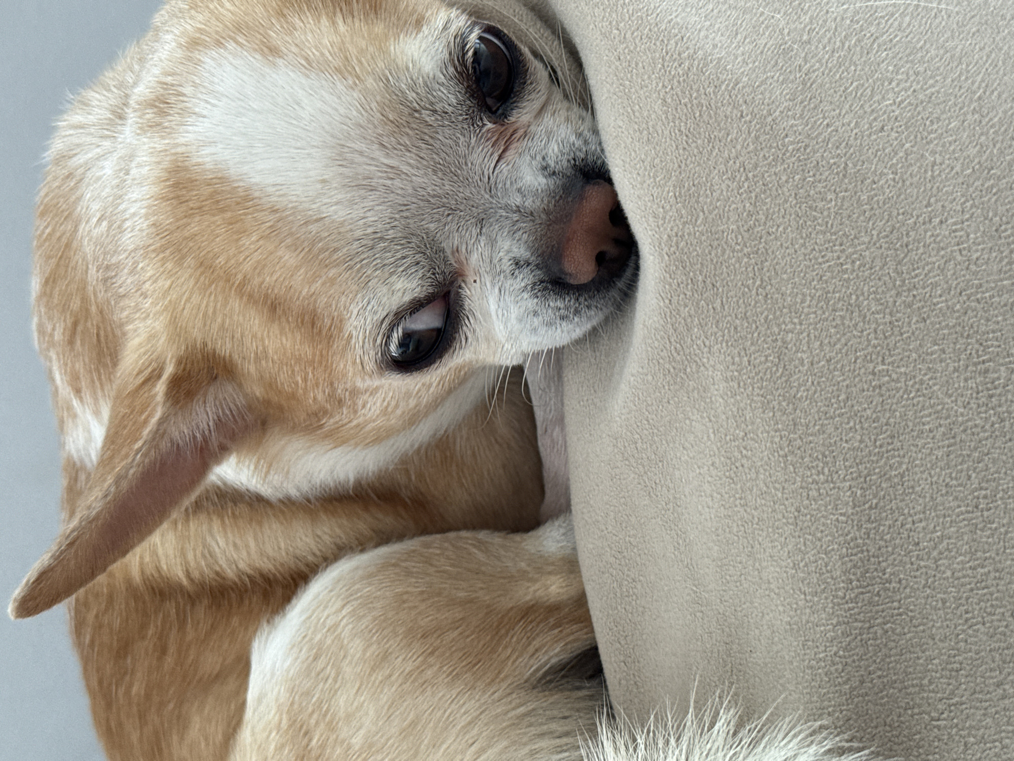 Rostov resident documents quiet morning with pet and kitchen activities