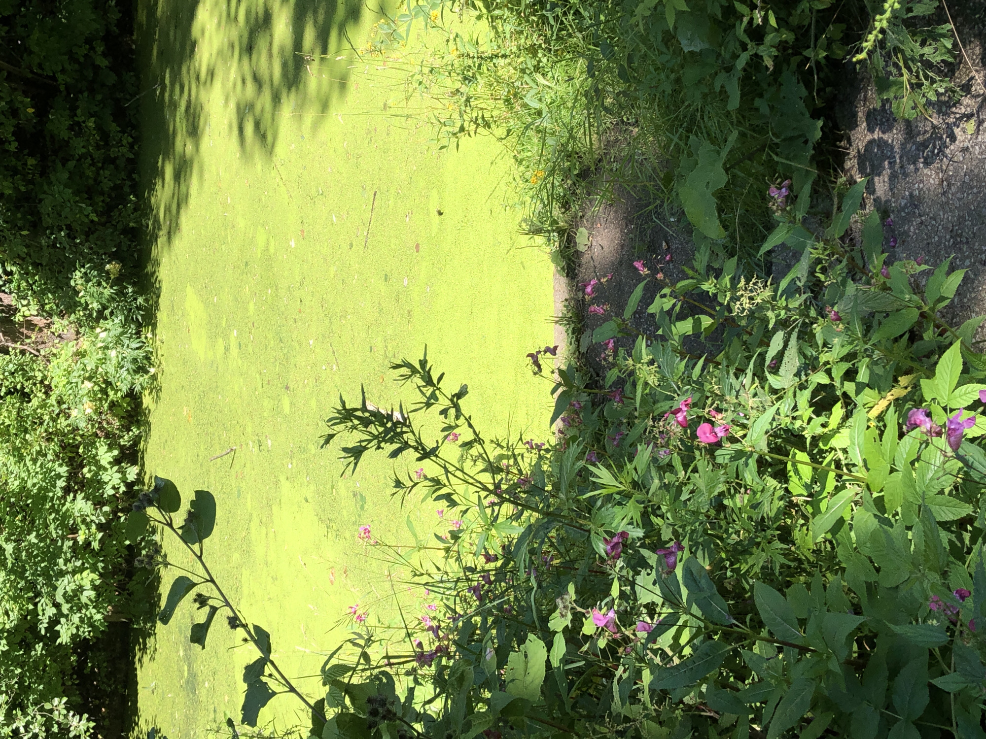 Duckweed-covered pond and riverside calm in Khimki