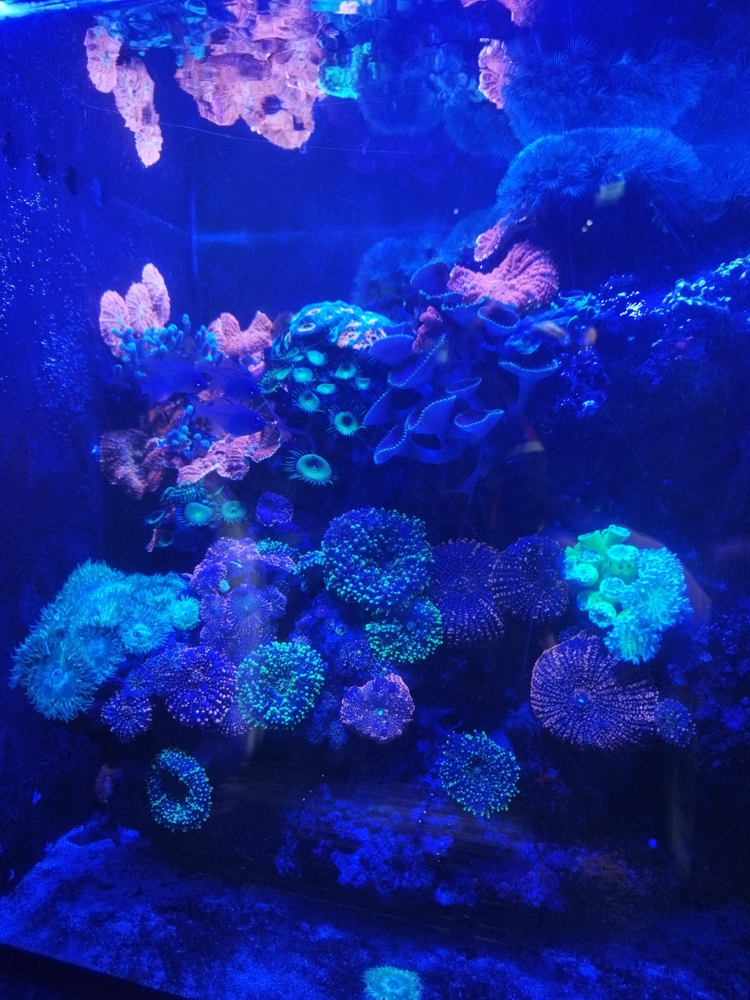 Inside the Primorye Oceanarium: live tanks and prehistoric giants