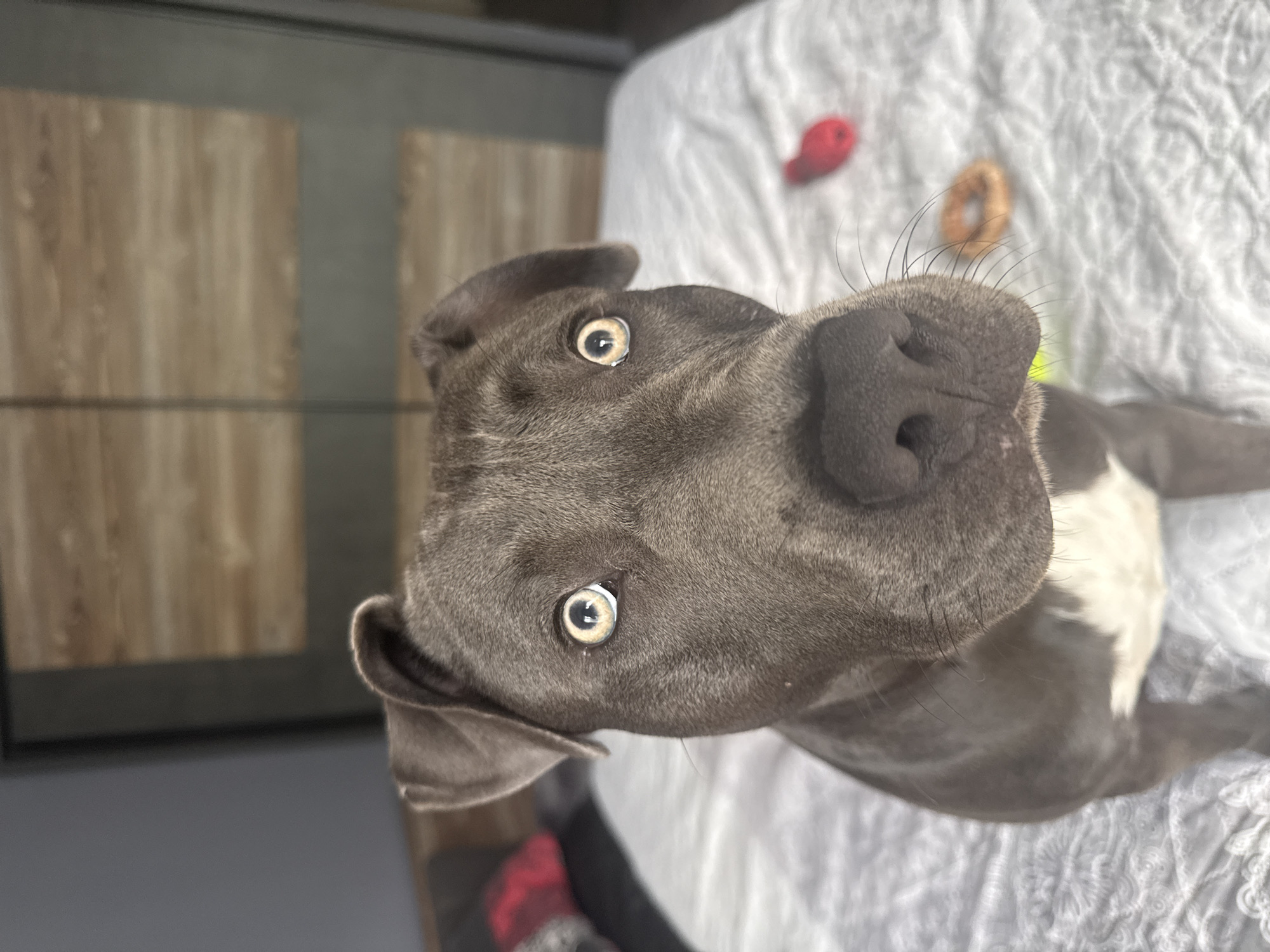 Gray Pit Bull photographed up close on a bedroom bed in Varna