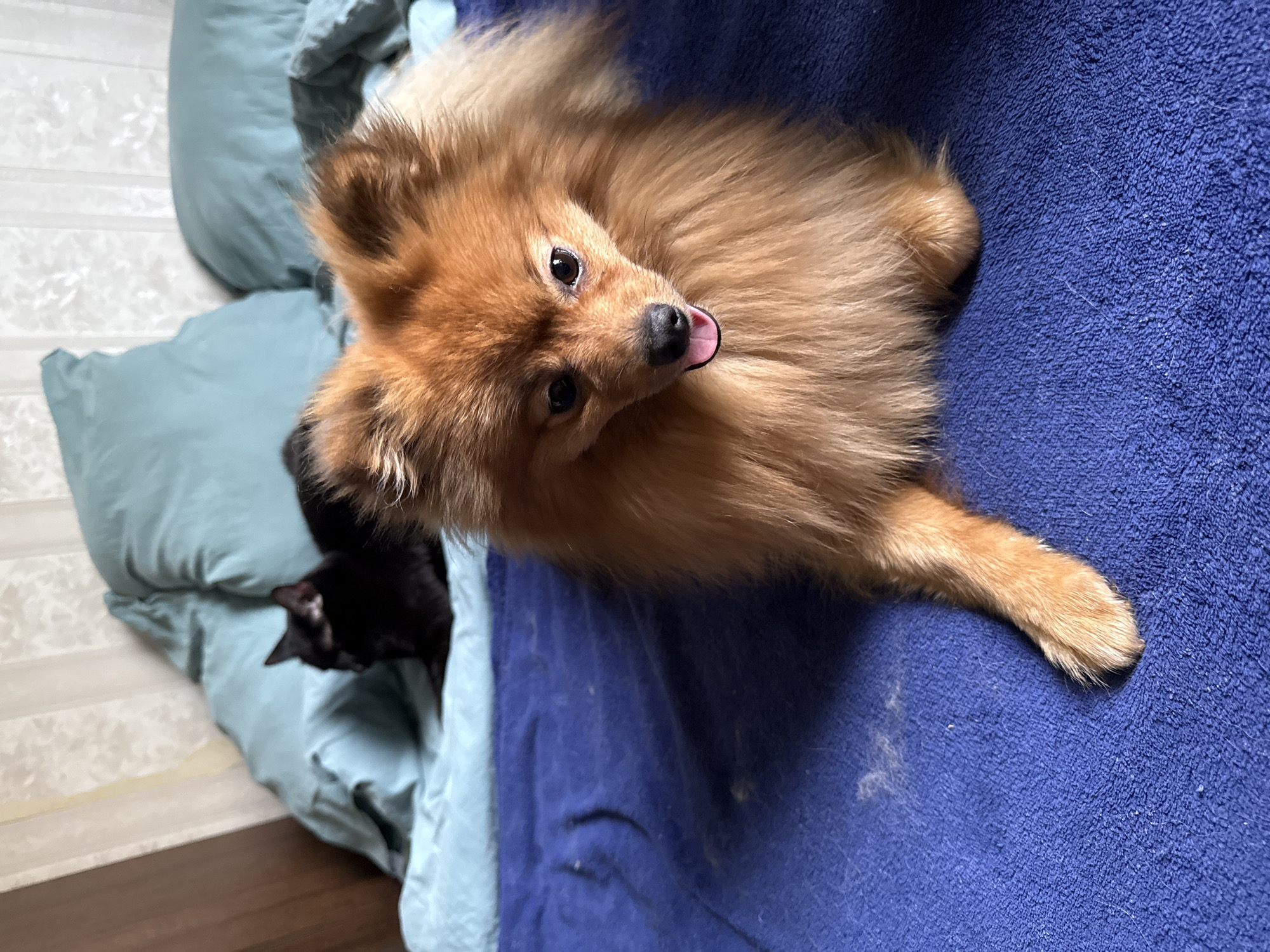 Quiet pet moments captured in Khimki homes overnight