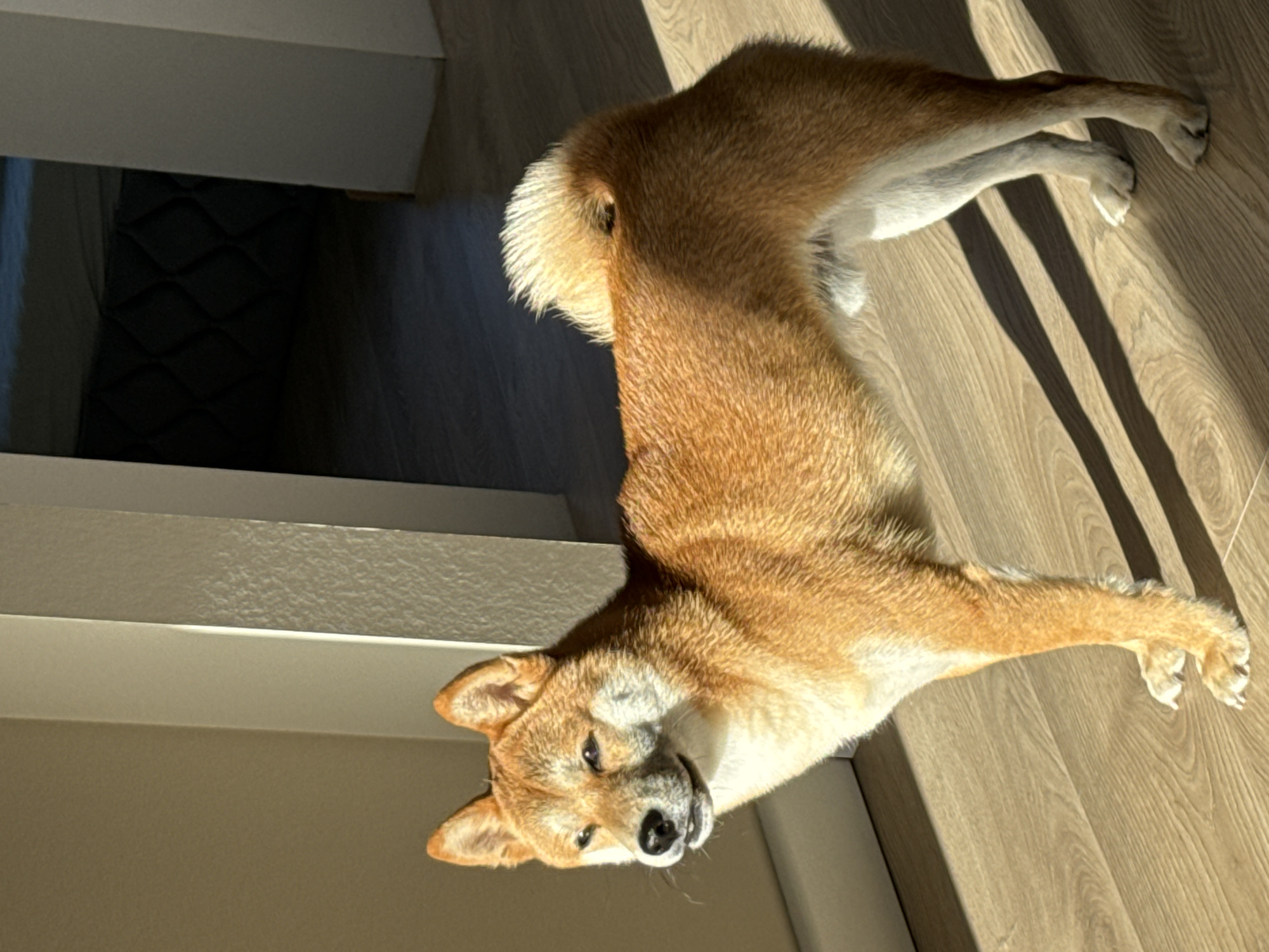 Shiba Inu dog rests on wooden floor in Carnikava
