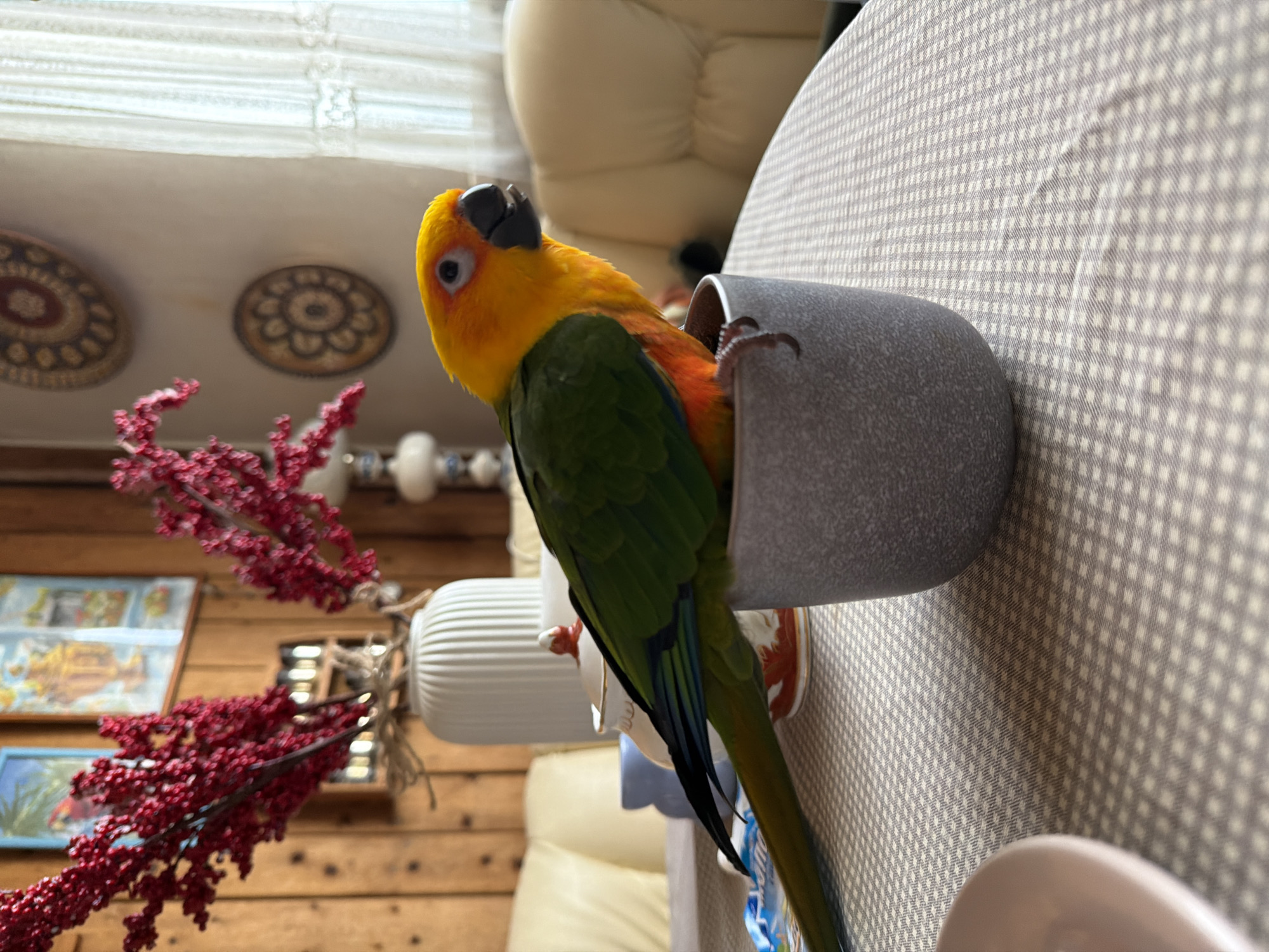 Morning domestic moments captured in Khimki: parrot, pancakes