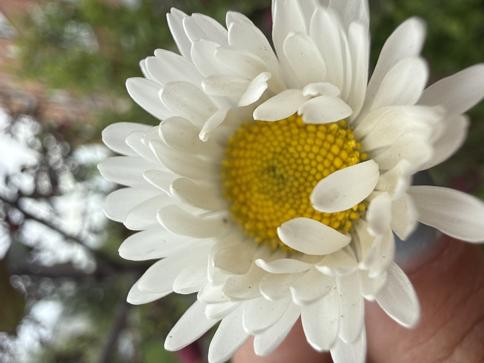 Spring moments captured in Dmitrov: blooming daisy, traffic flow