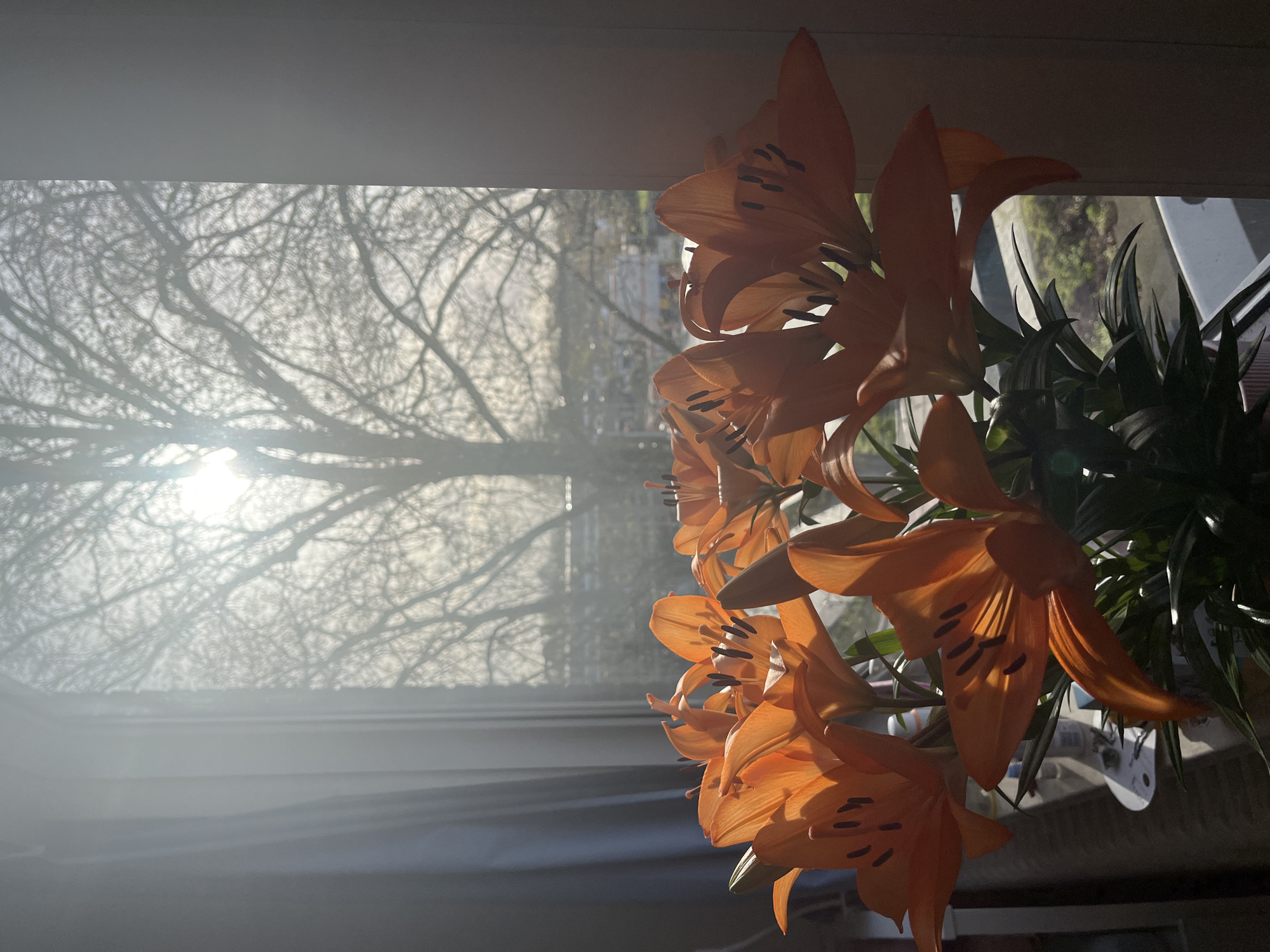 Orange lilies bloom indoors amid spring sunlight in Maastricht