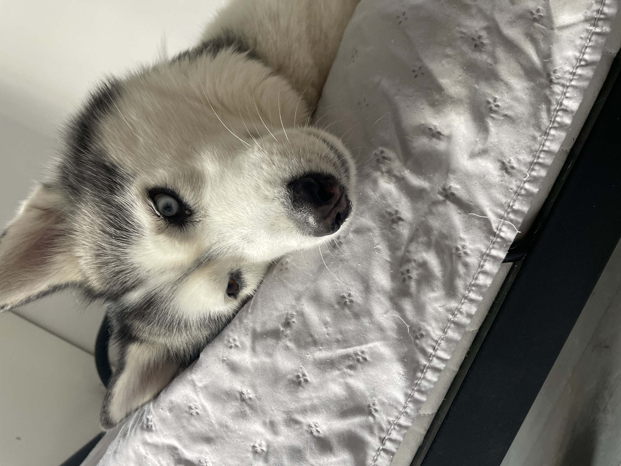 Husky fully relaxed across three cozy indoor moments