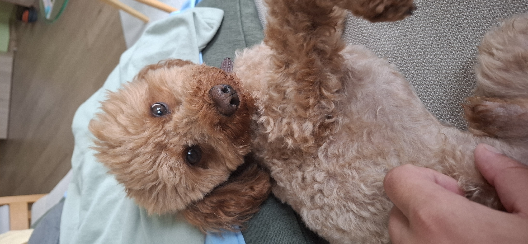 Toy poodle's lazy afternoon around a Sofia apartment