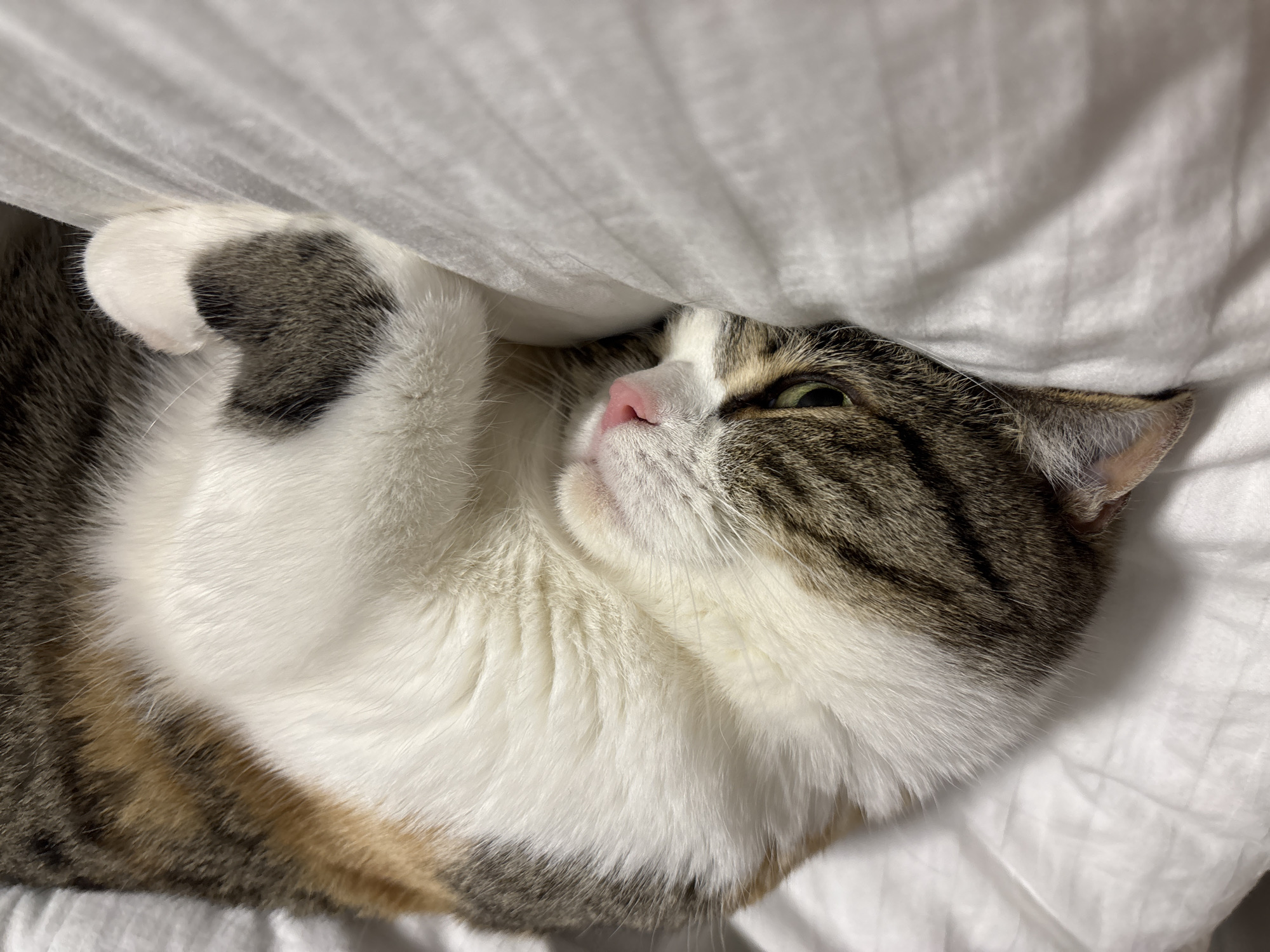 Cat sleeps on white bedding in Tolyatti