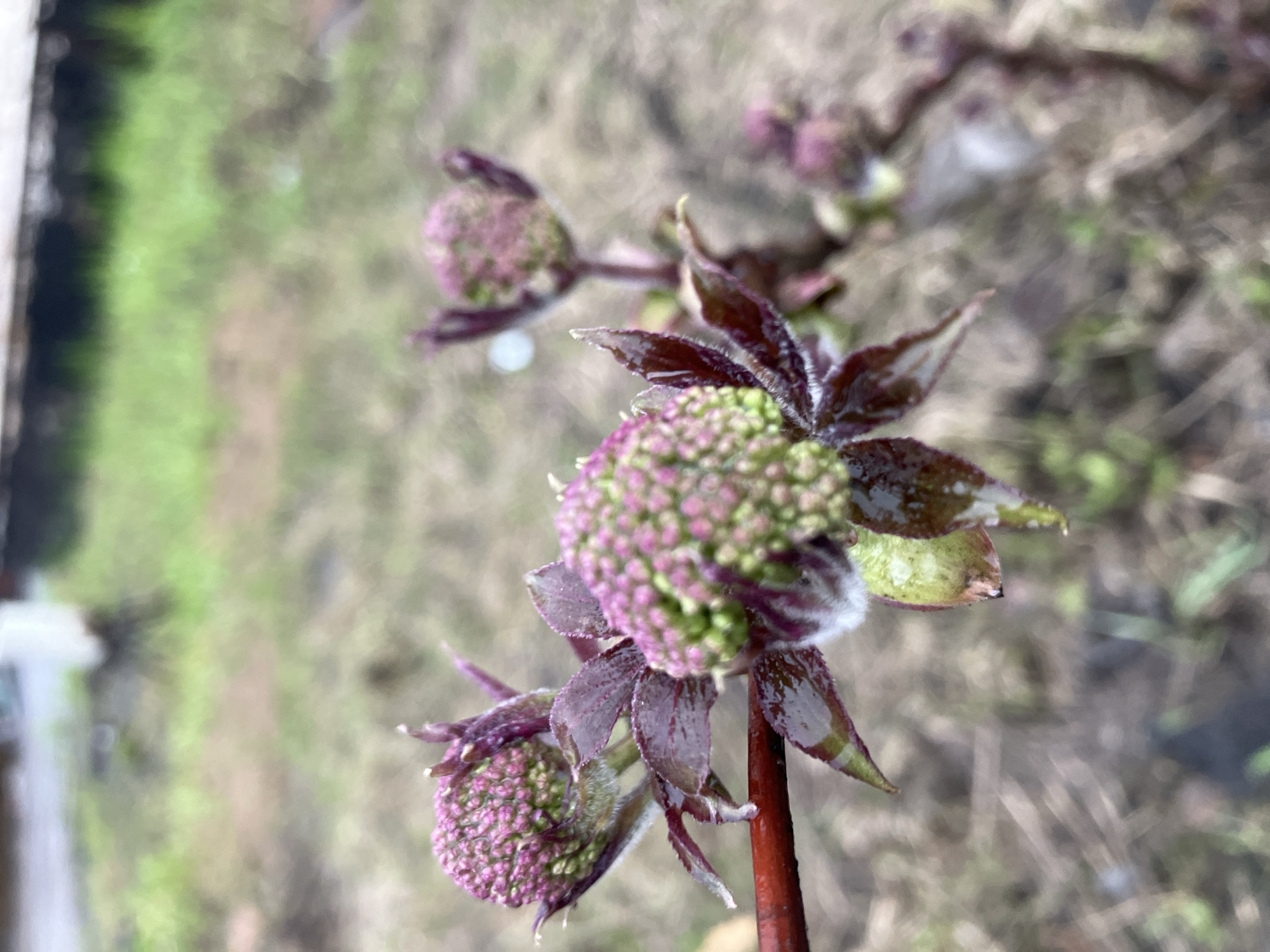 Purple-green flower buds observed in Noviy, Russia
