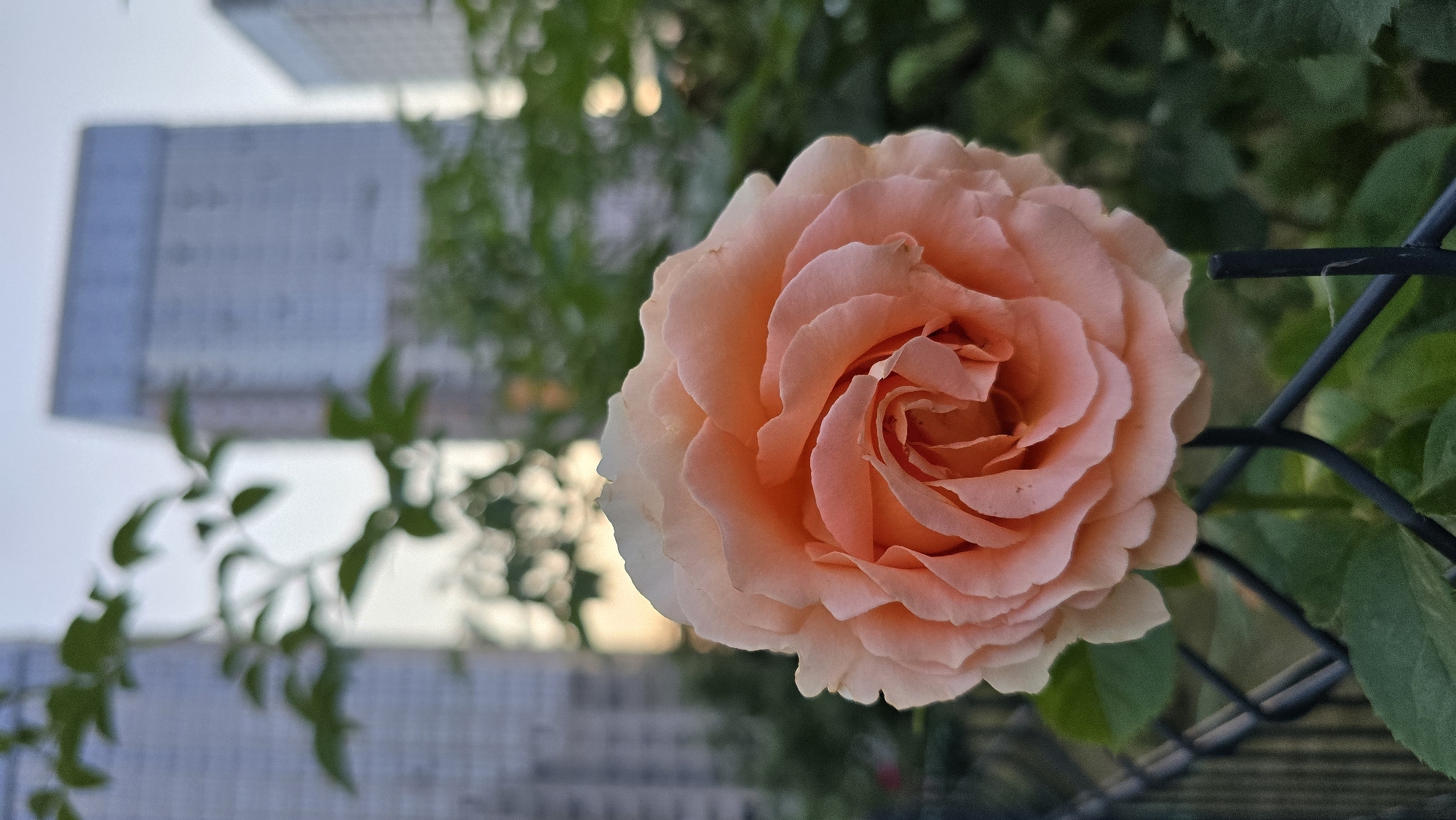 Summer blooms and construction sites in a Kyiv neighborhood