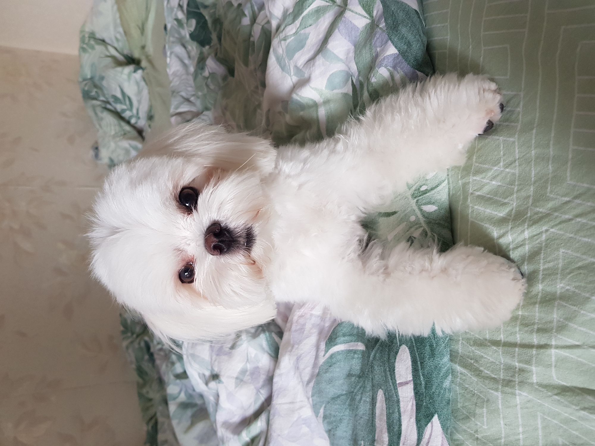 Rainy day out: umbrellas, selfies, daisies, and a Maltese