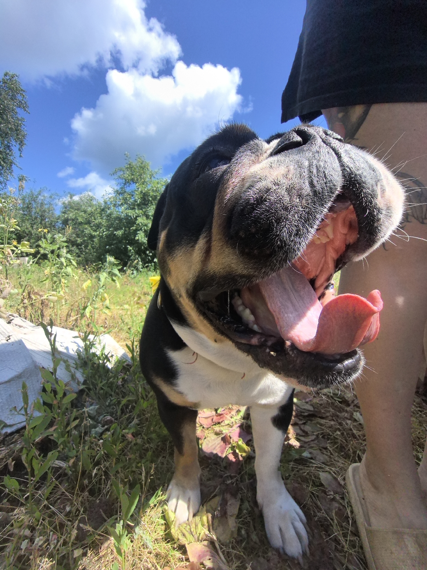 English Bulldogs out and about in rural Noviy, Russia