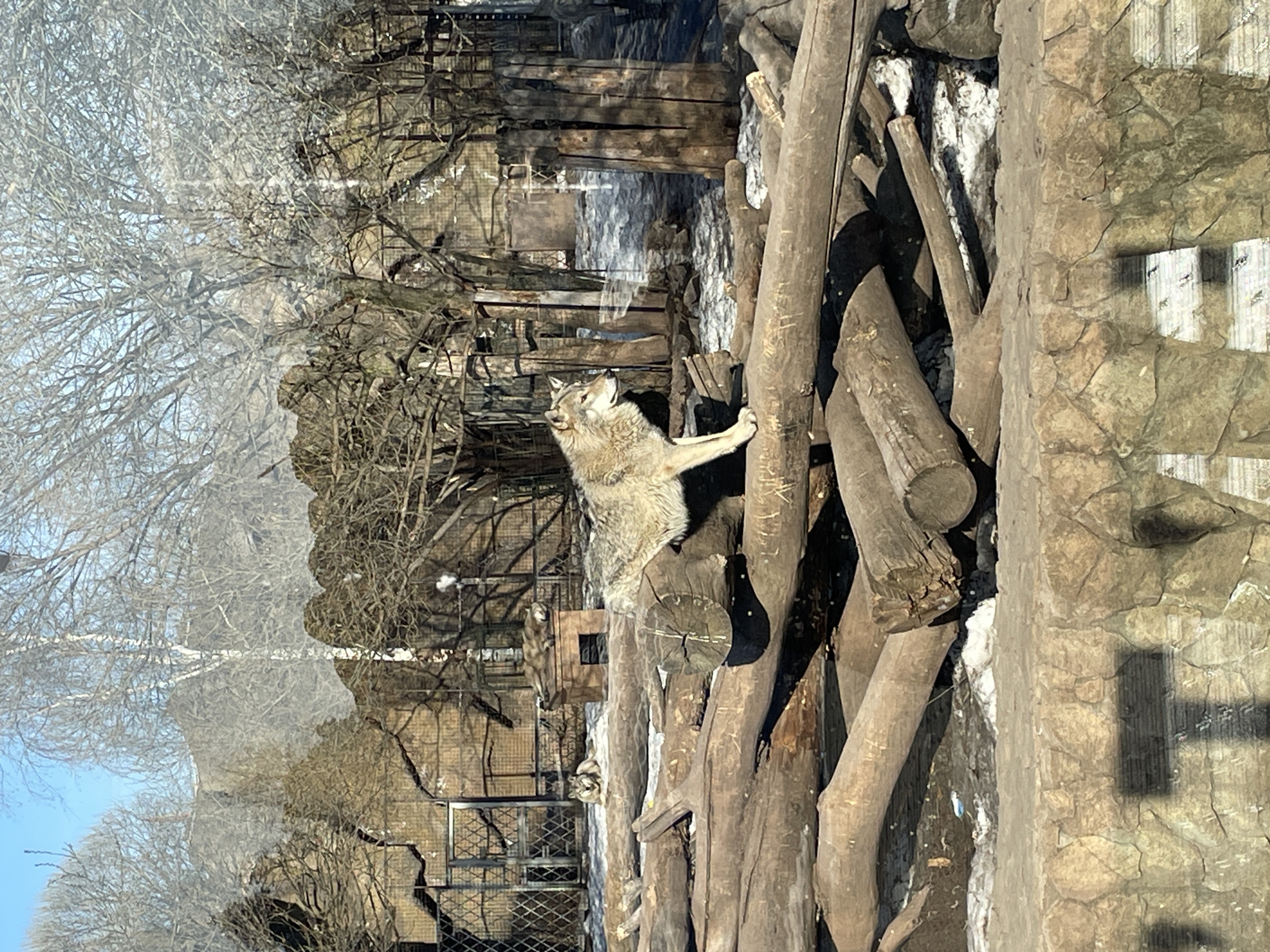 Zoo visit documentation captures animals and visitors in Izhevsk