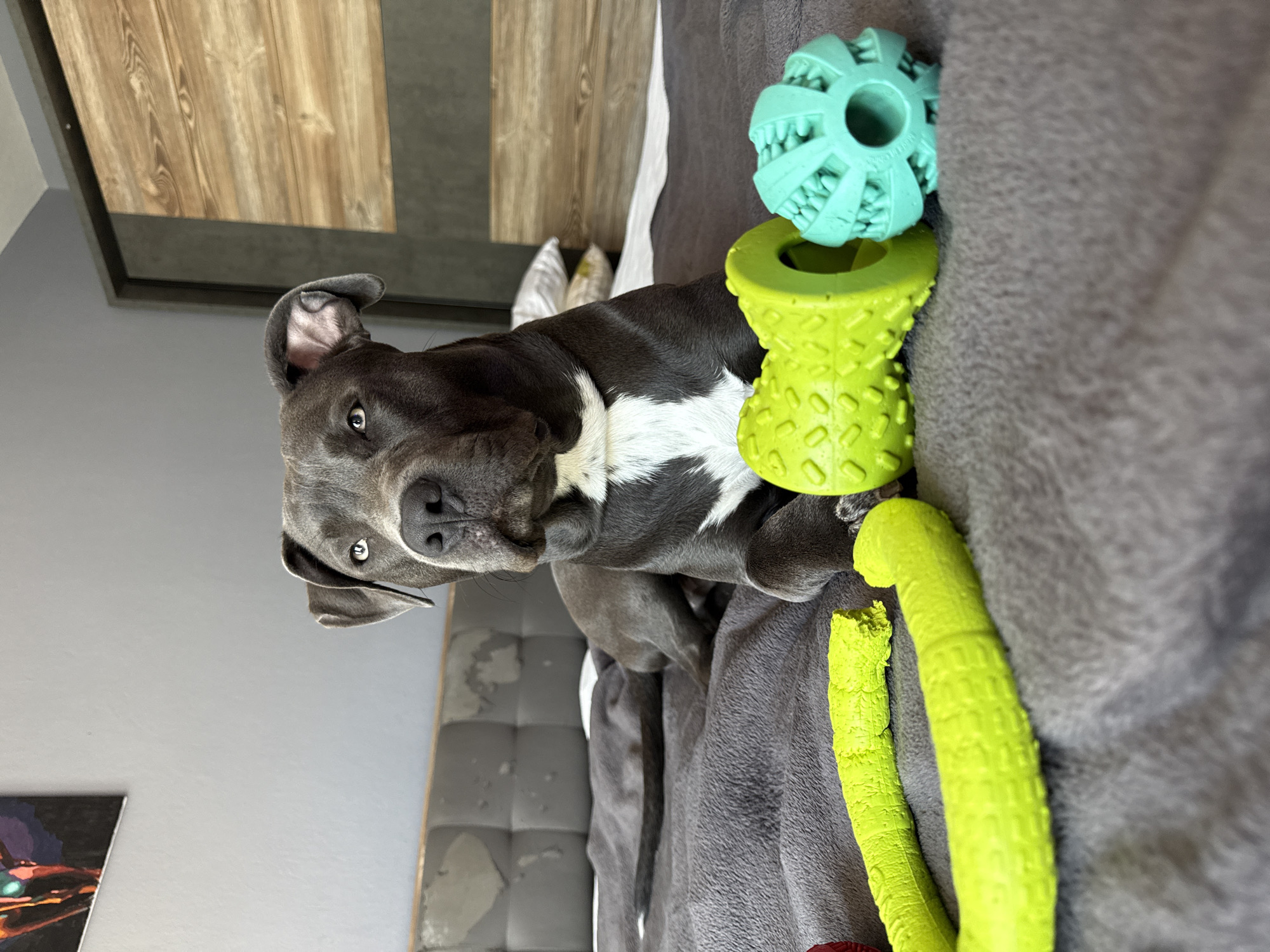 Pitbull resting on bed in Varna