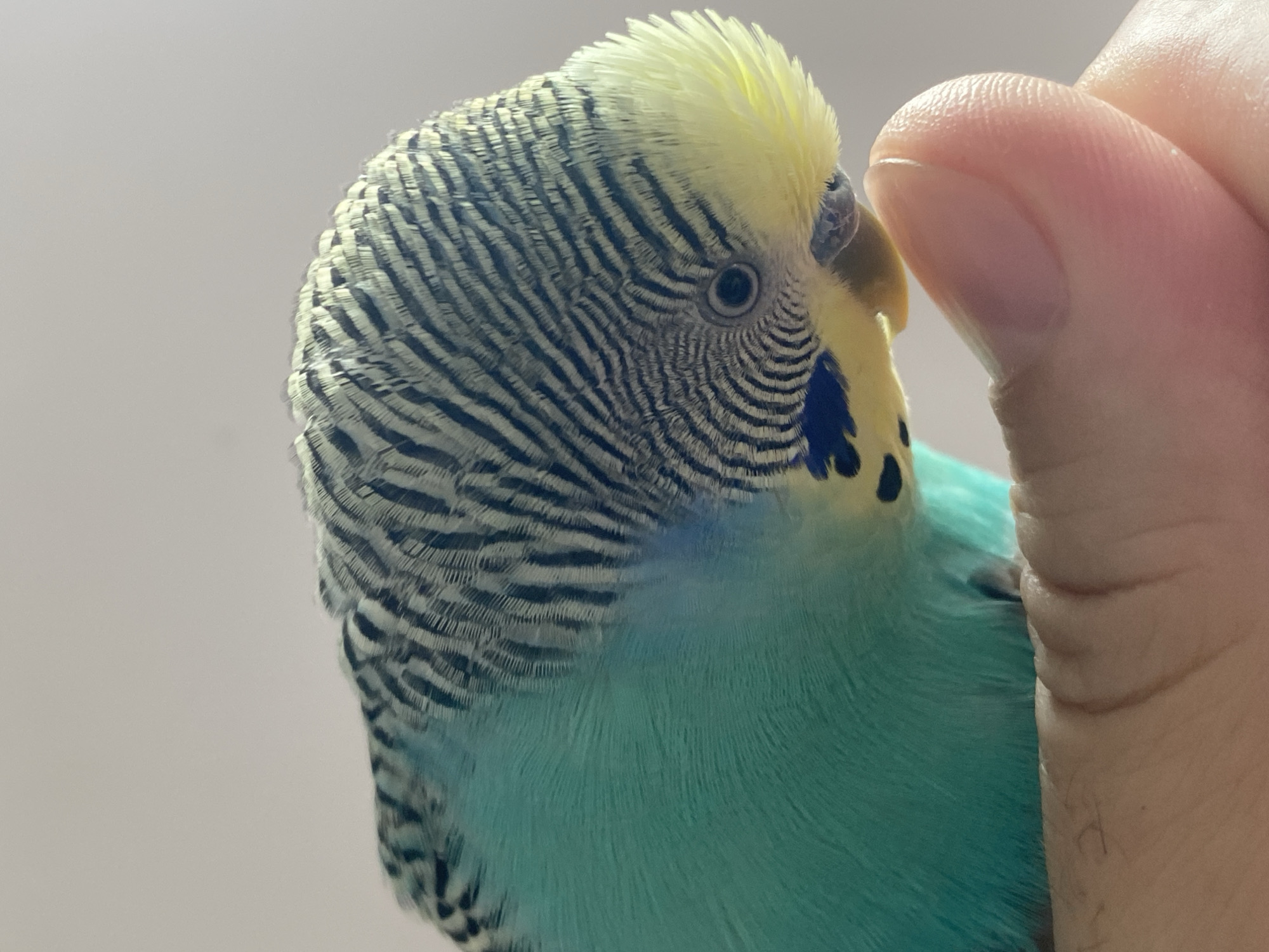 Blue parakeet enjoys gentle human interaction during morning handling