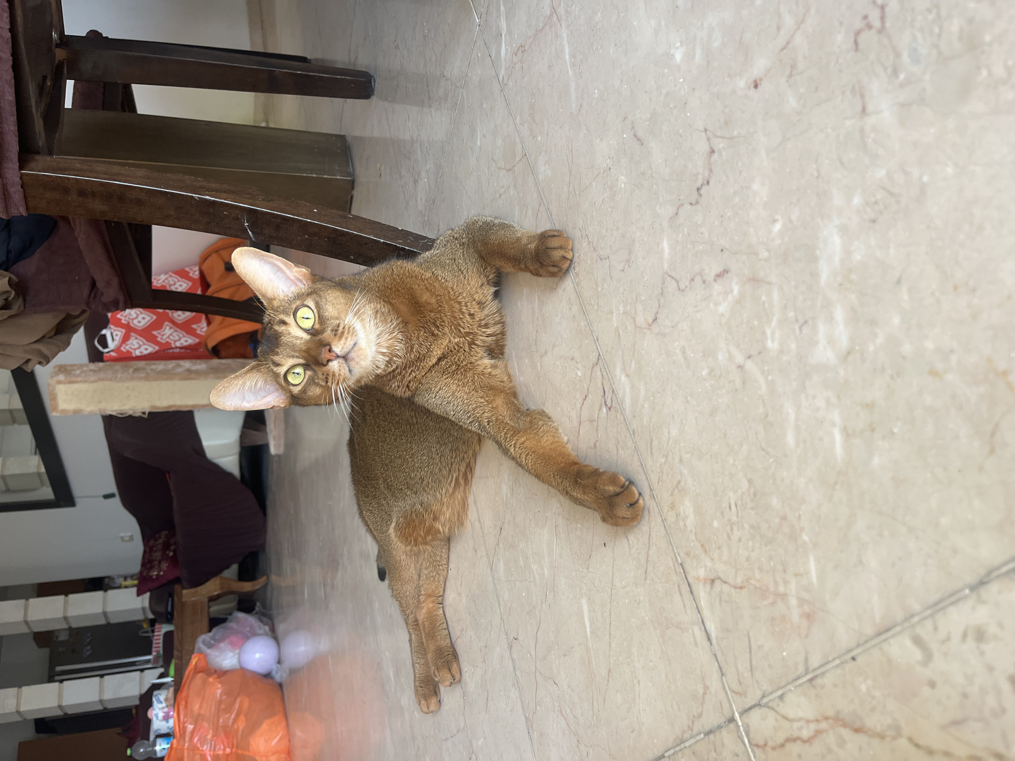 Abyssinian cat lounging across floor and furniture at home
