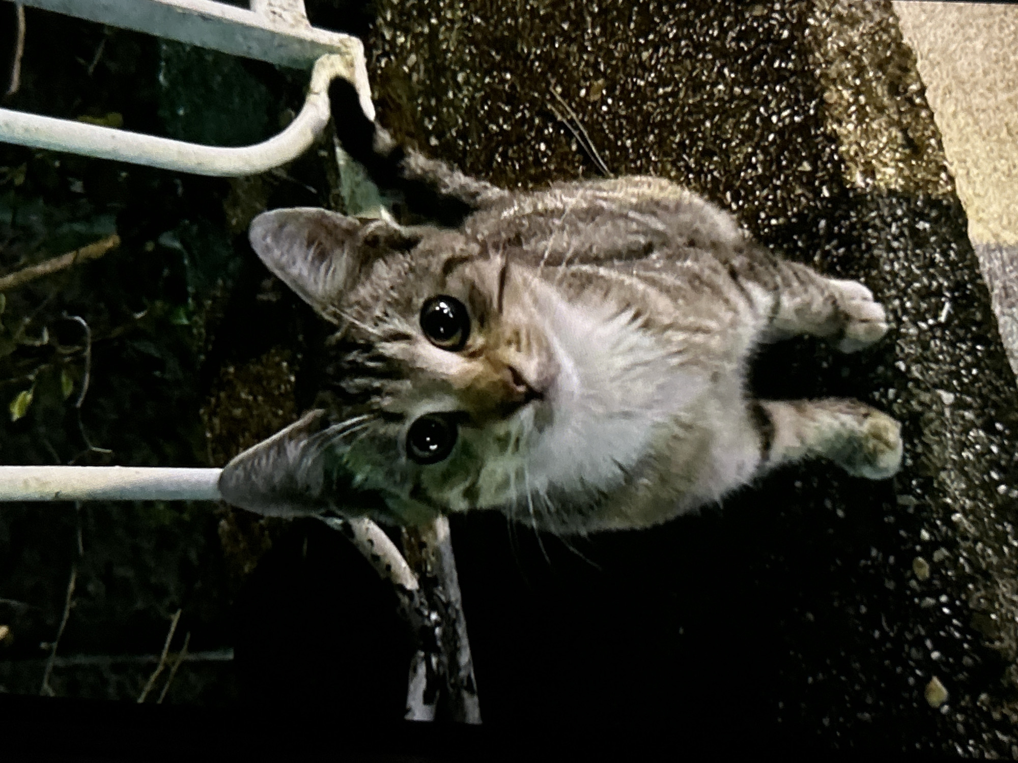 Cats, night streets, and a Netflix evening in Vidin