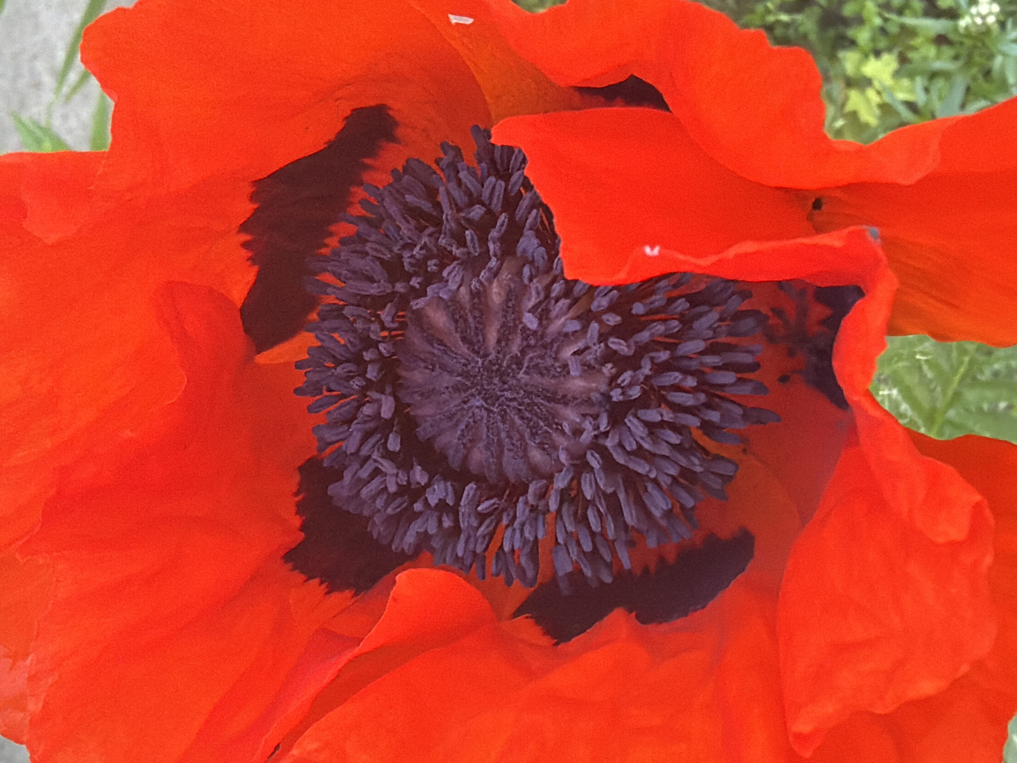 Red poppy flower observed in close-up, Imeni Sverdlova Russia