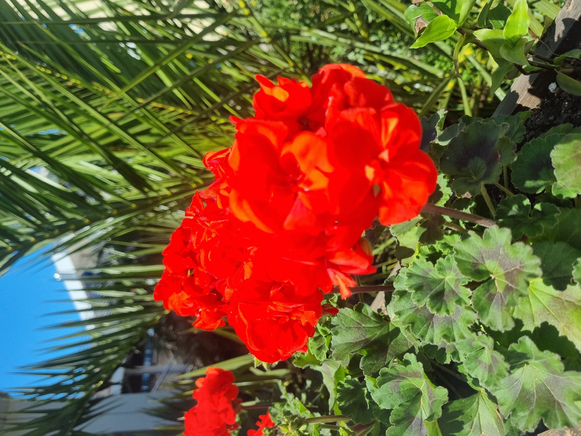 Morning stroll through Sochi captures flowers, culture, daily life