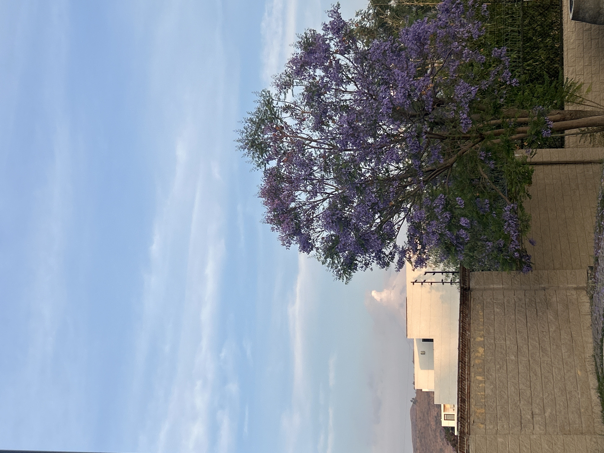 Jacaranda tree blooms purple in Santa Clara Ocoyucan street