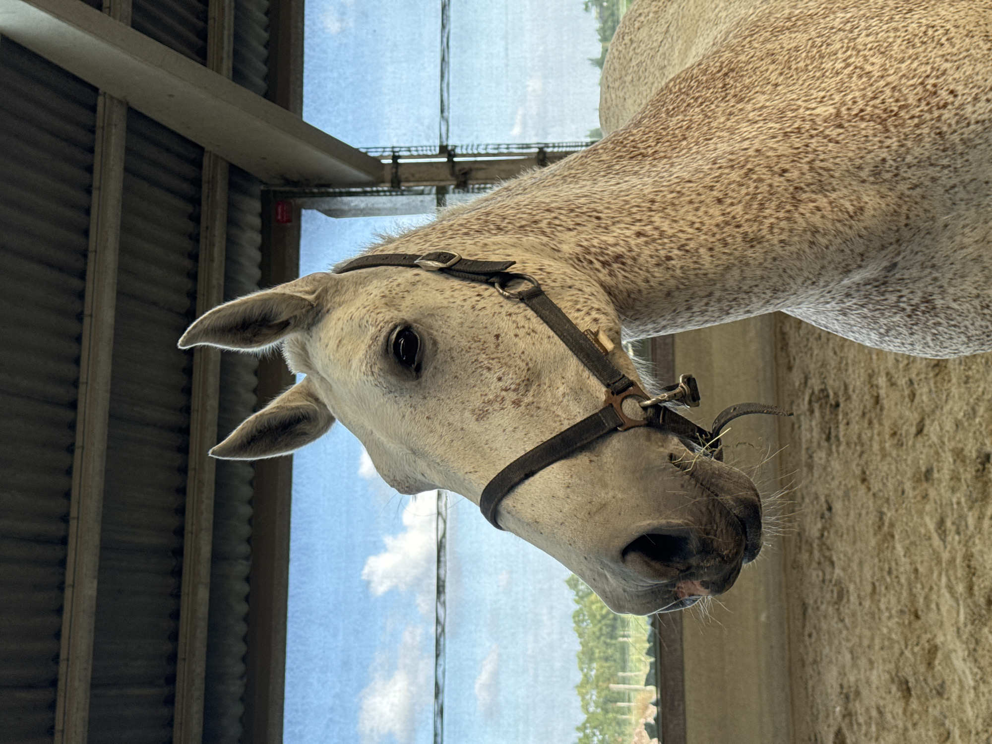 Haltered horses grazing and stabled in rural Estaimpuis