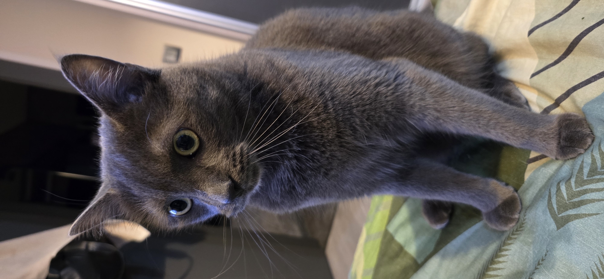 Gray cat at rest and alert, plus a quick look inside a Kia
