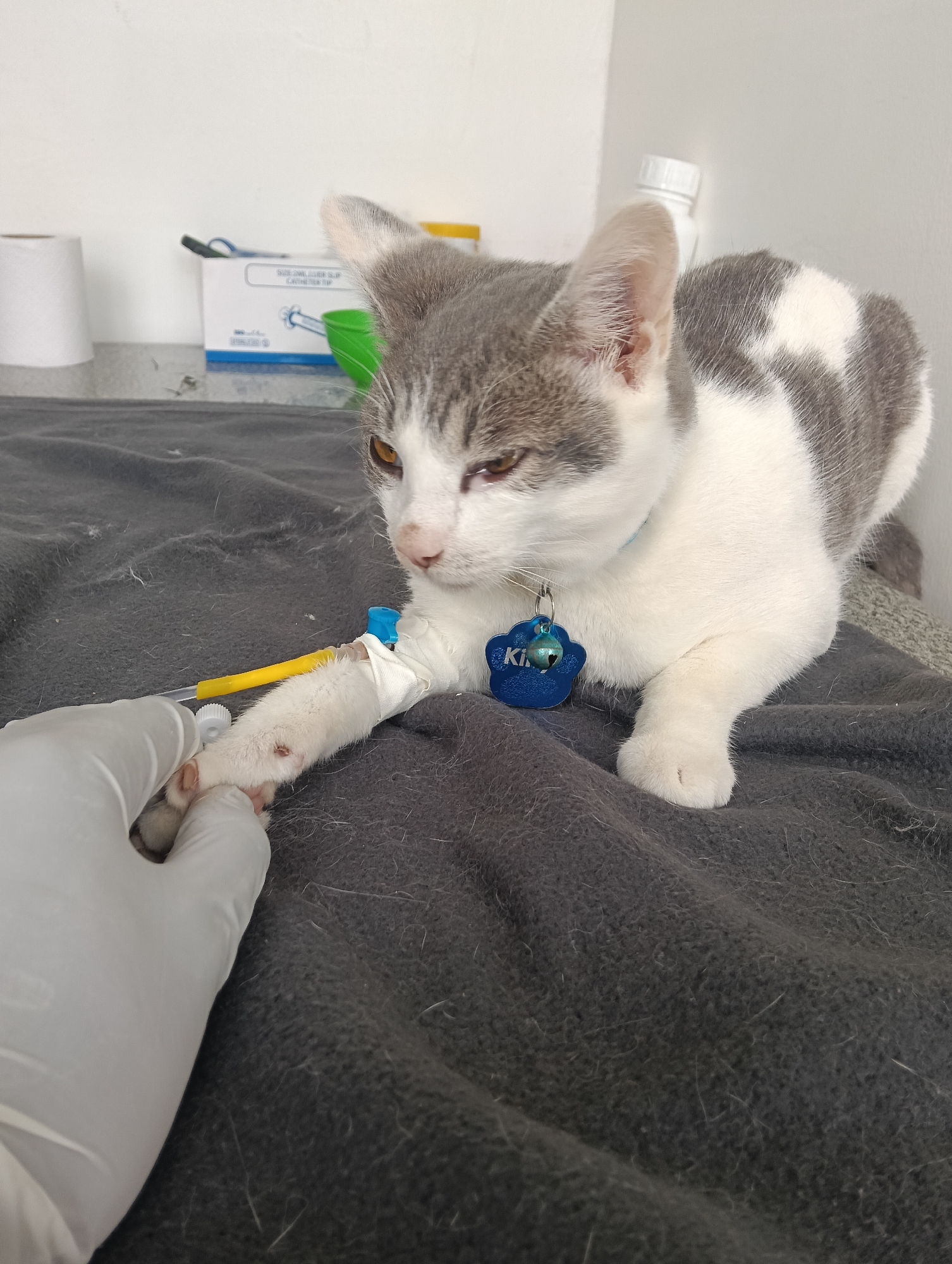 Cat receives medical treatment with catheter in Nairobi