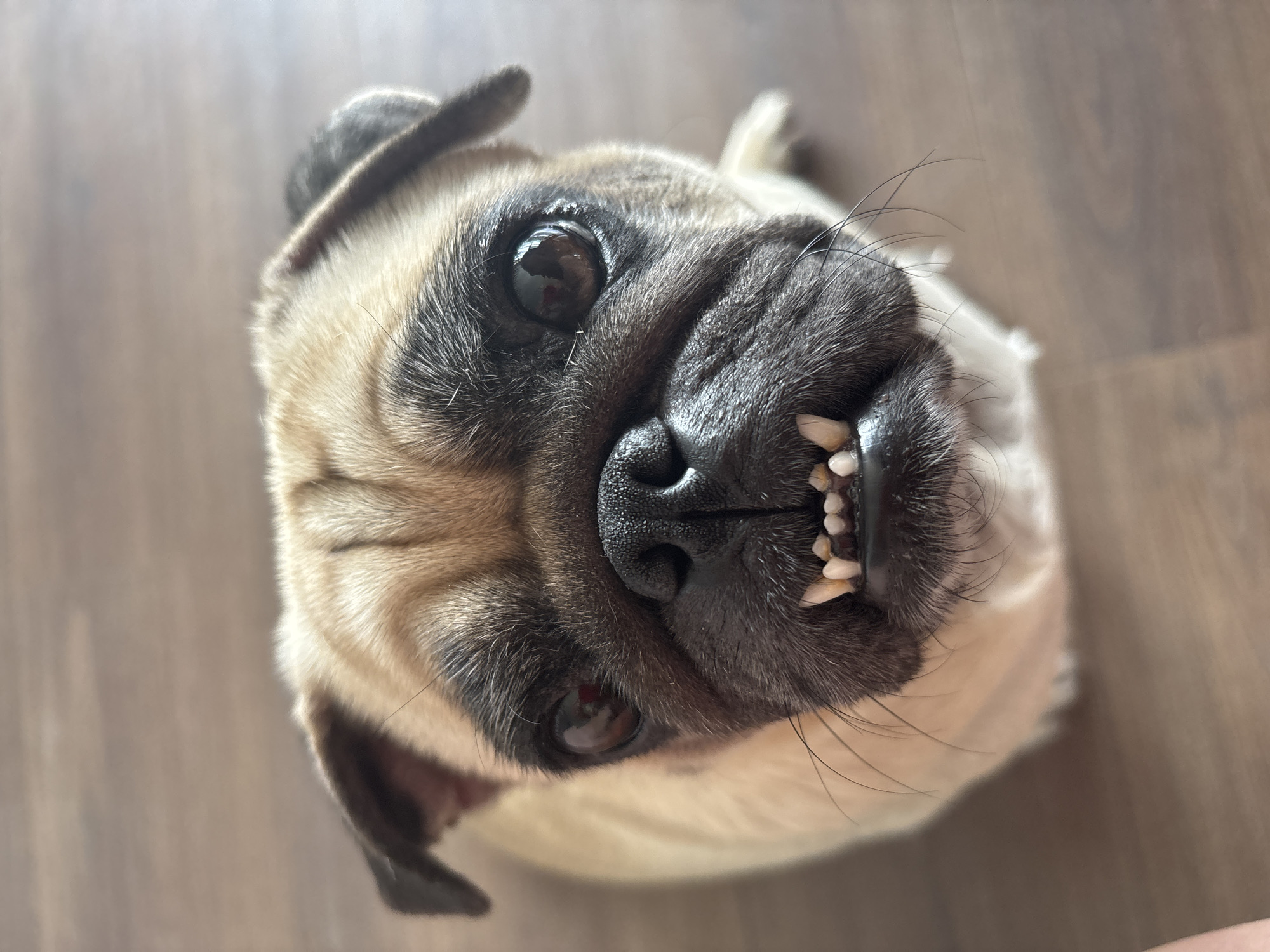 Sochi resident documents intimate moments with pet pug