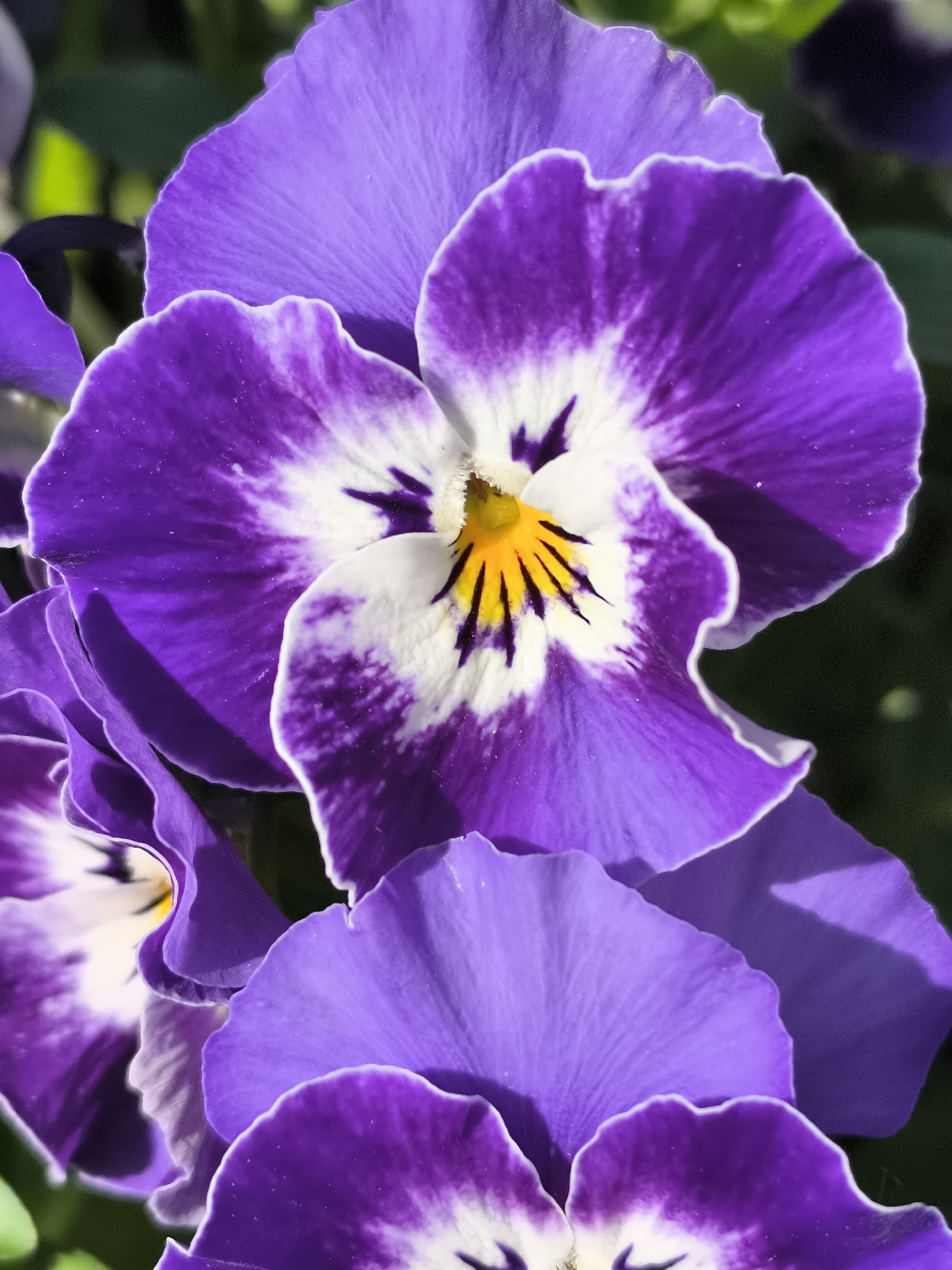 Purple pansy flower photographed in bloom in Priseltsi, Bulgaria