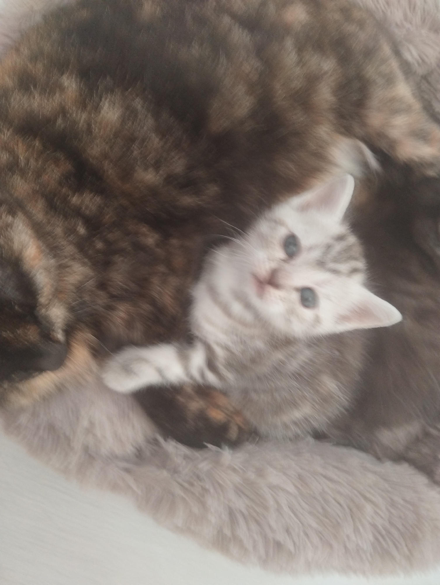Morning domestic moments: kittens and breakfast in Russian village