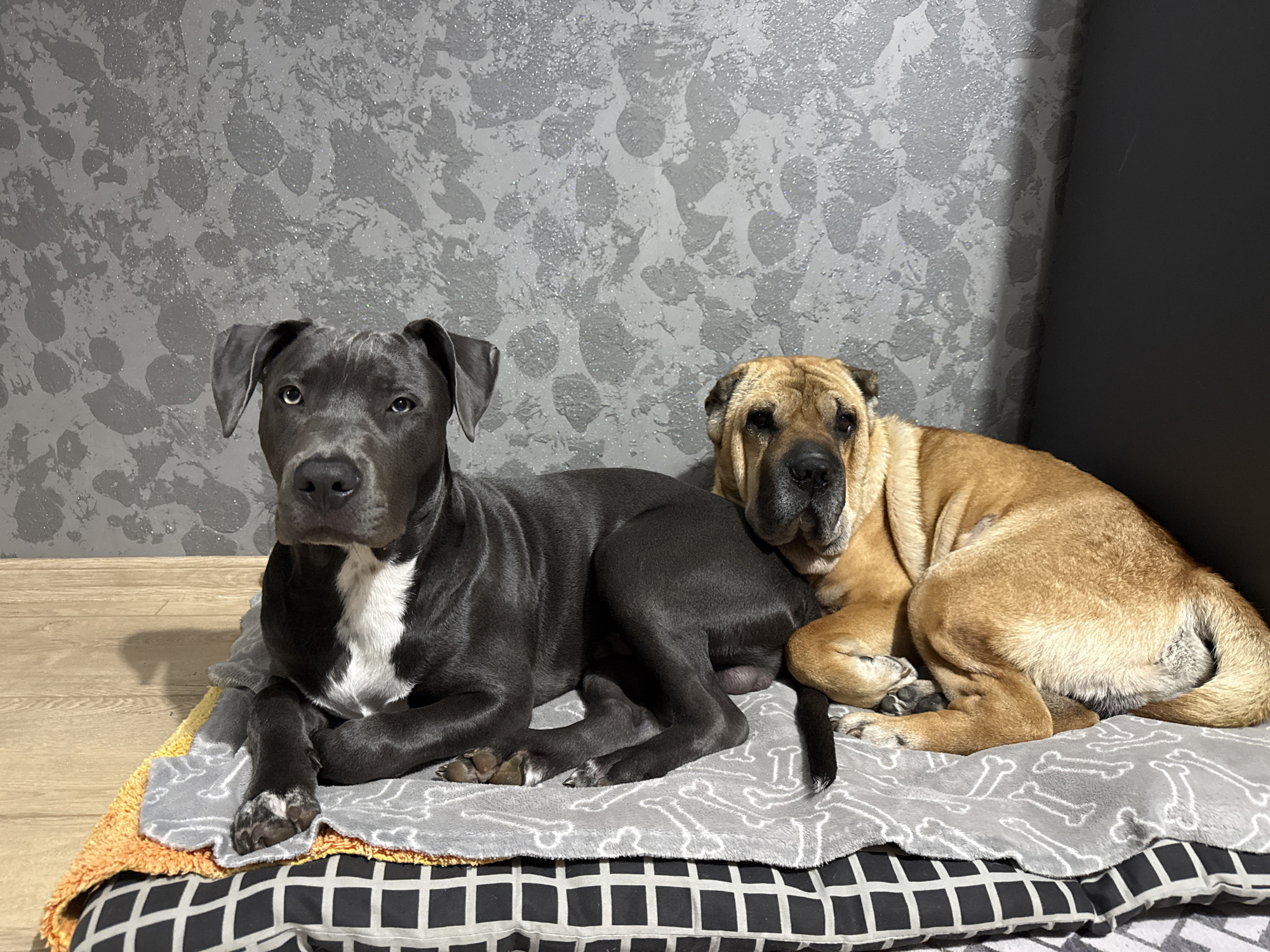 Two dogs rest peacefully on bed in Bulgarian home