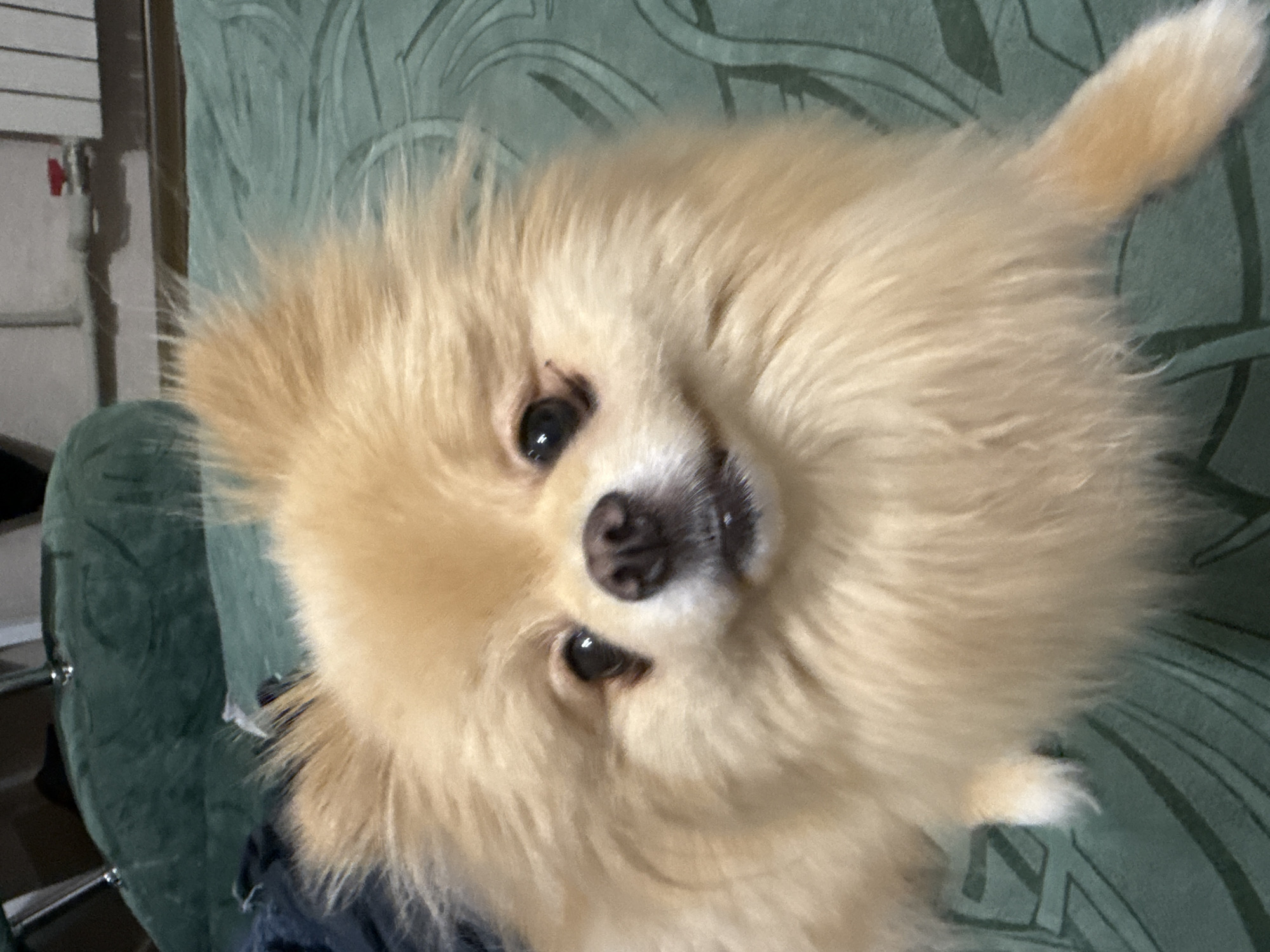 Lazy afternoon in with Pomeranians, plush pillows, and pet-themed everything