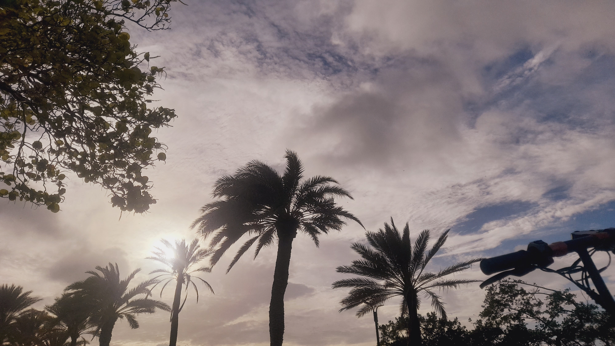 Evening scooter ride through the palm-lined coast of Pedro González