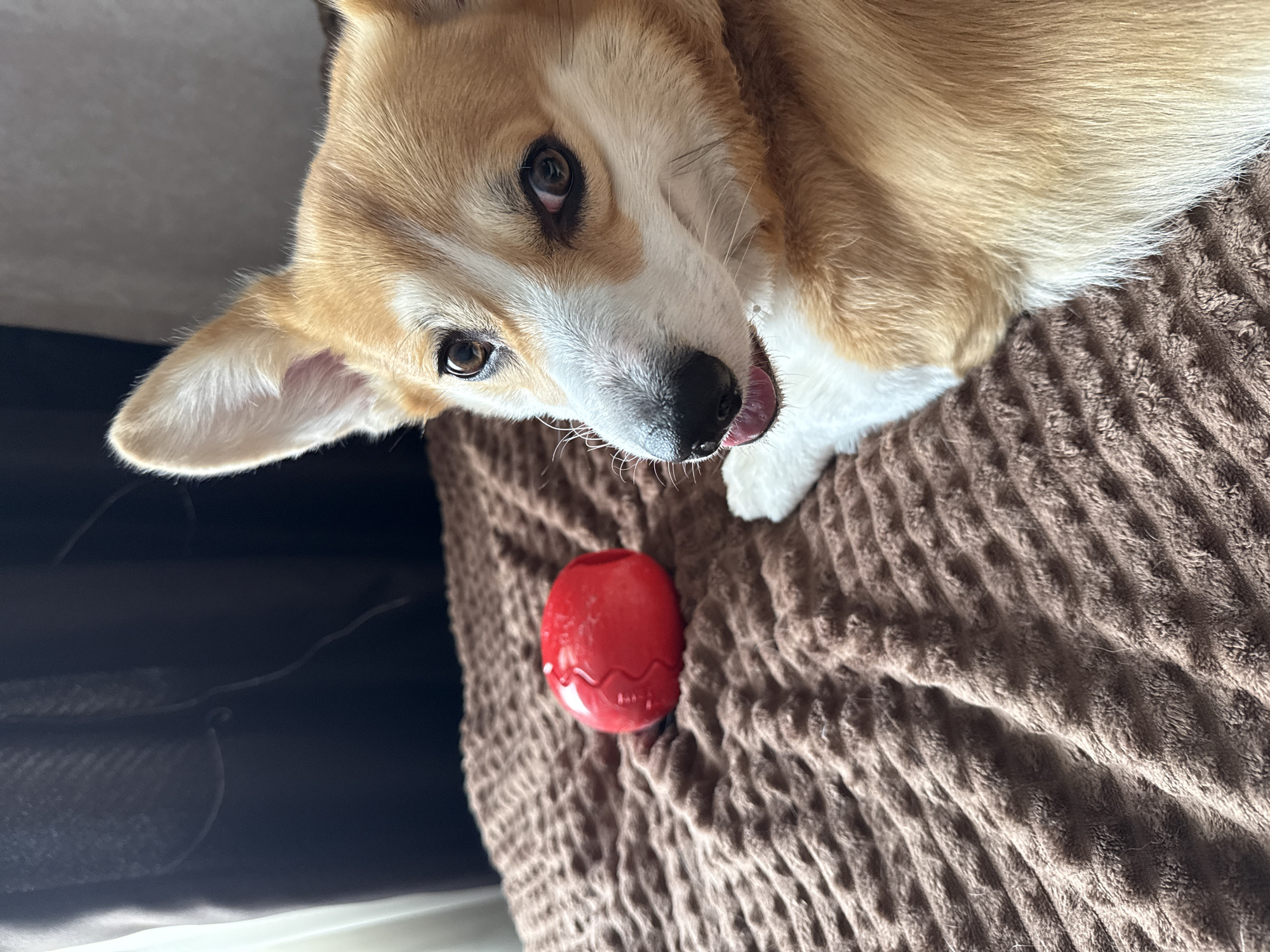 Corgi plays with red ball on blanket in Borzya
