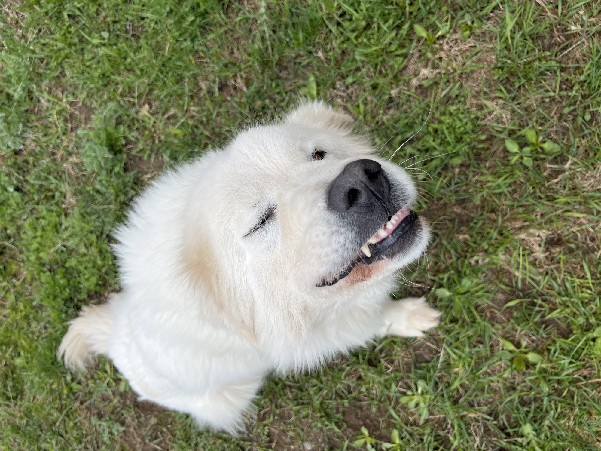 White dog enjoys morning grass time in Russian city