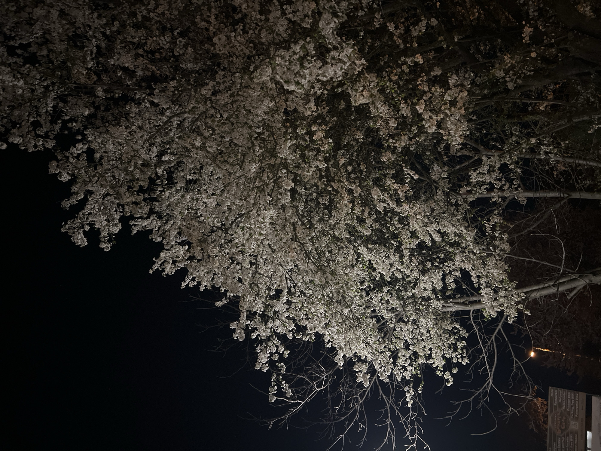 Flowering tree blooms at night in Arbanassi, Bulgaria