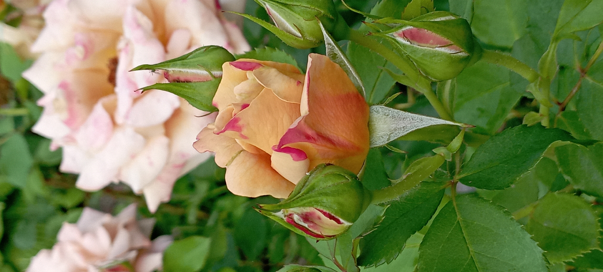 Dewy roses and lavender in a Radisne garden at dawn