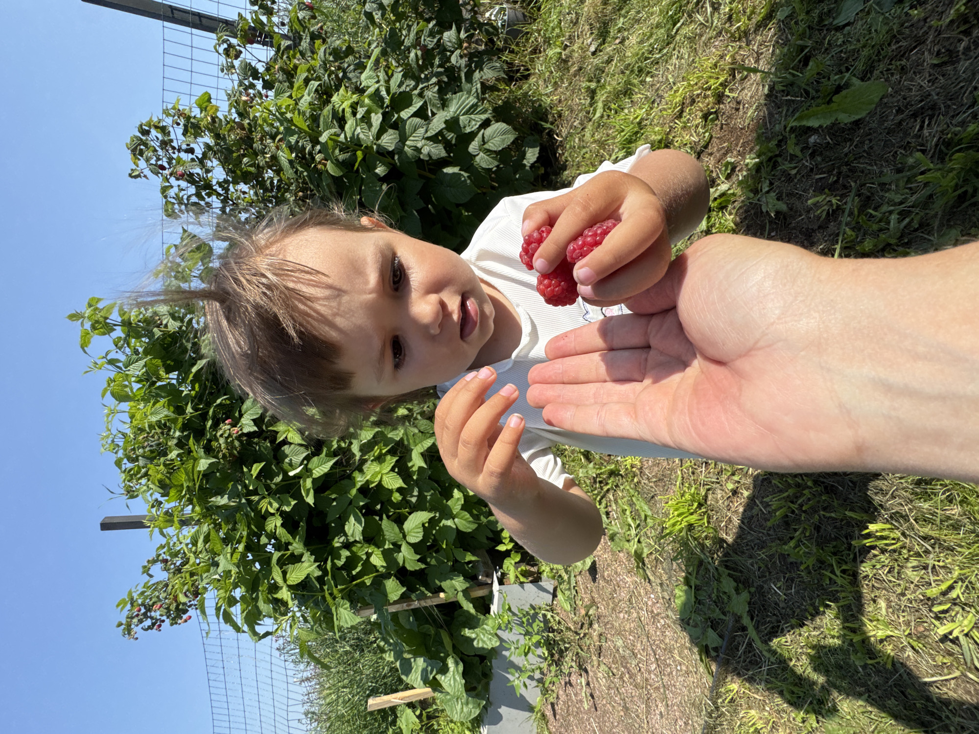 Vintage Soviet cameras and fresh raspberries in a Kempelevo garden