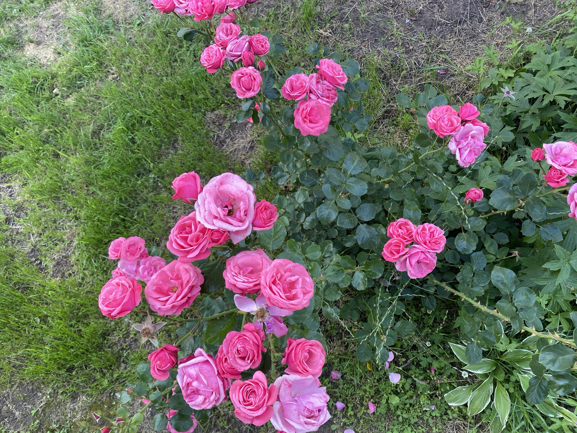 Summer flowers in a Noviy garden, up close and personal
