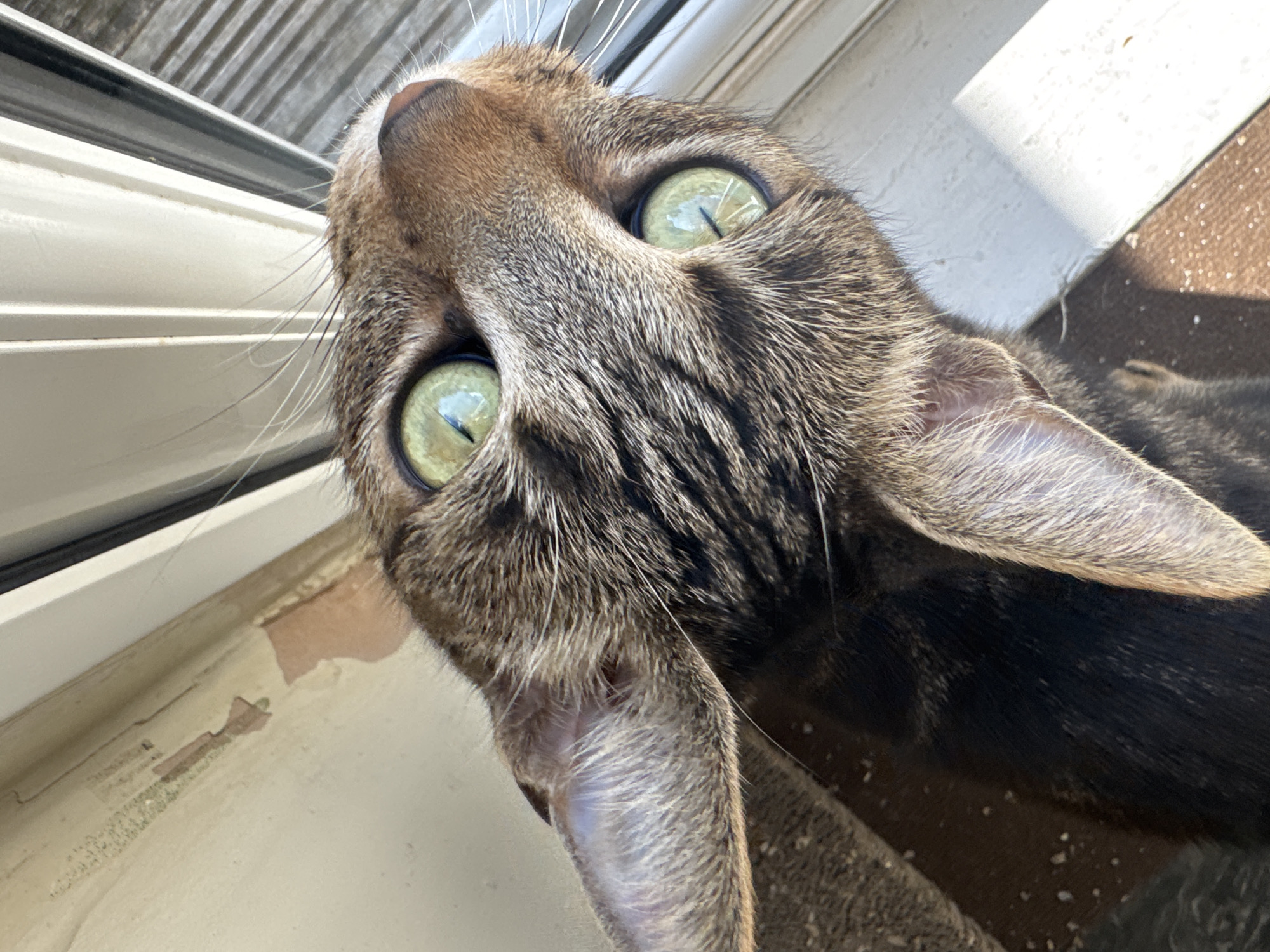 Tabby cat captured in quiet domestic moments in Desborough