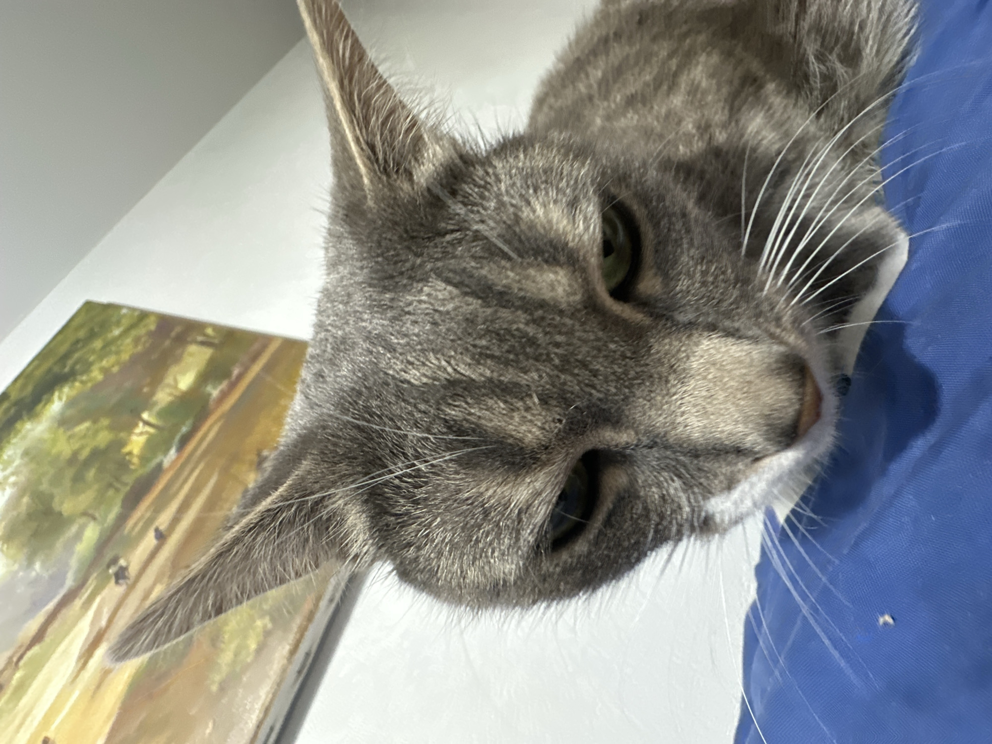 Grey tabby cat photographed in multiple close-up shots