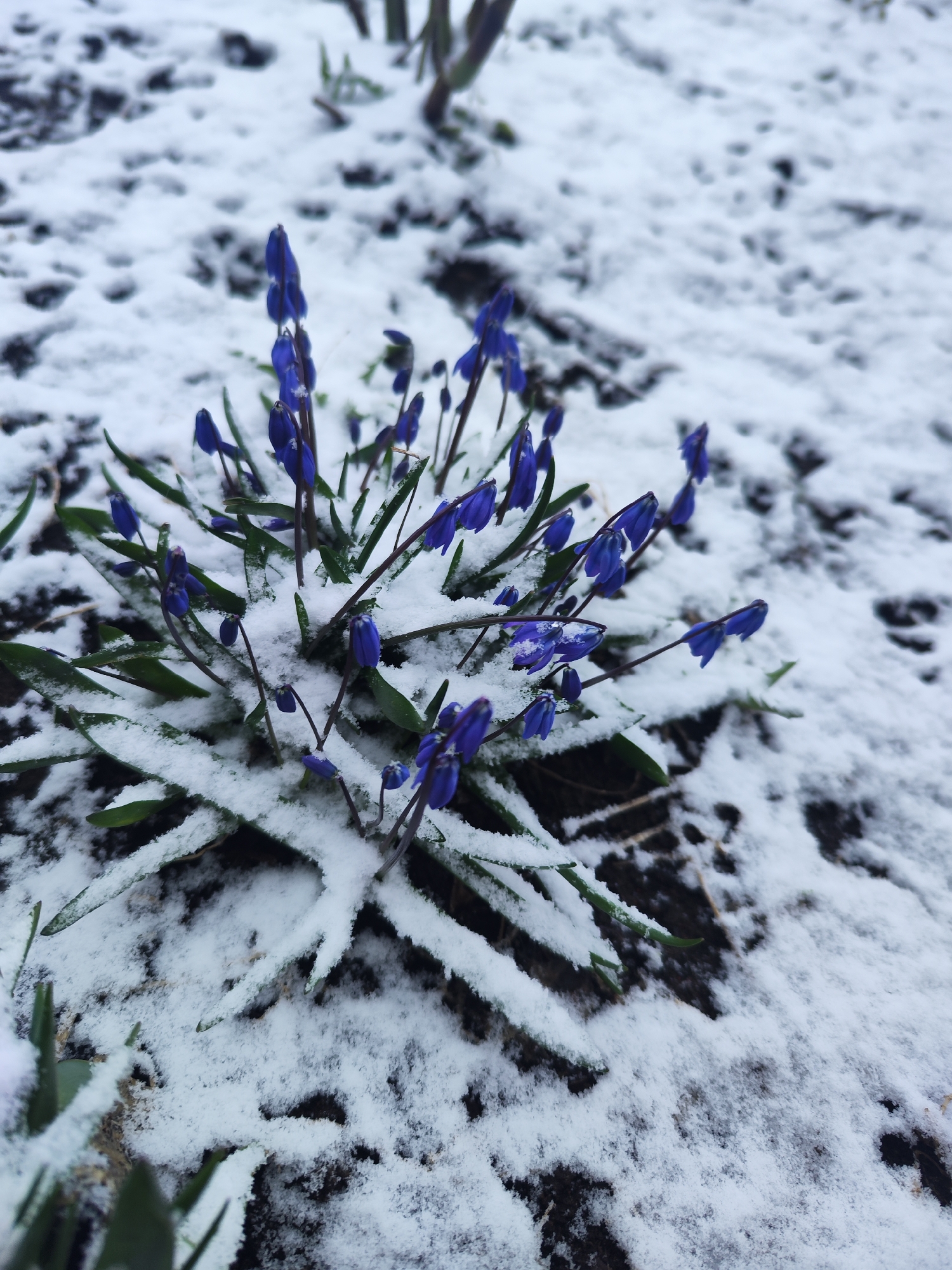 Late spring snowfall blankets Chaikovsky, Russia amid blooming flowers