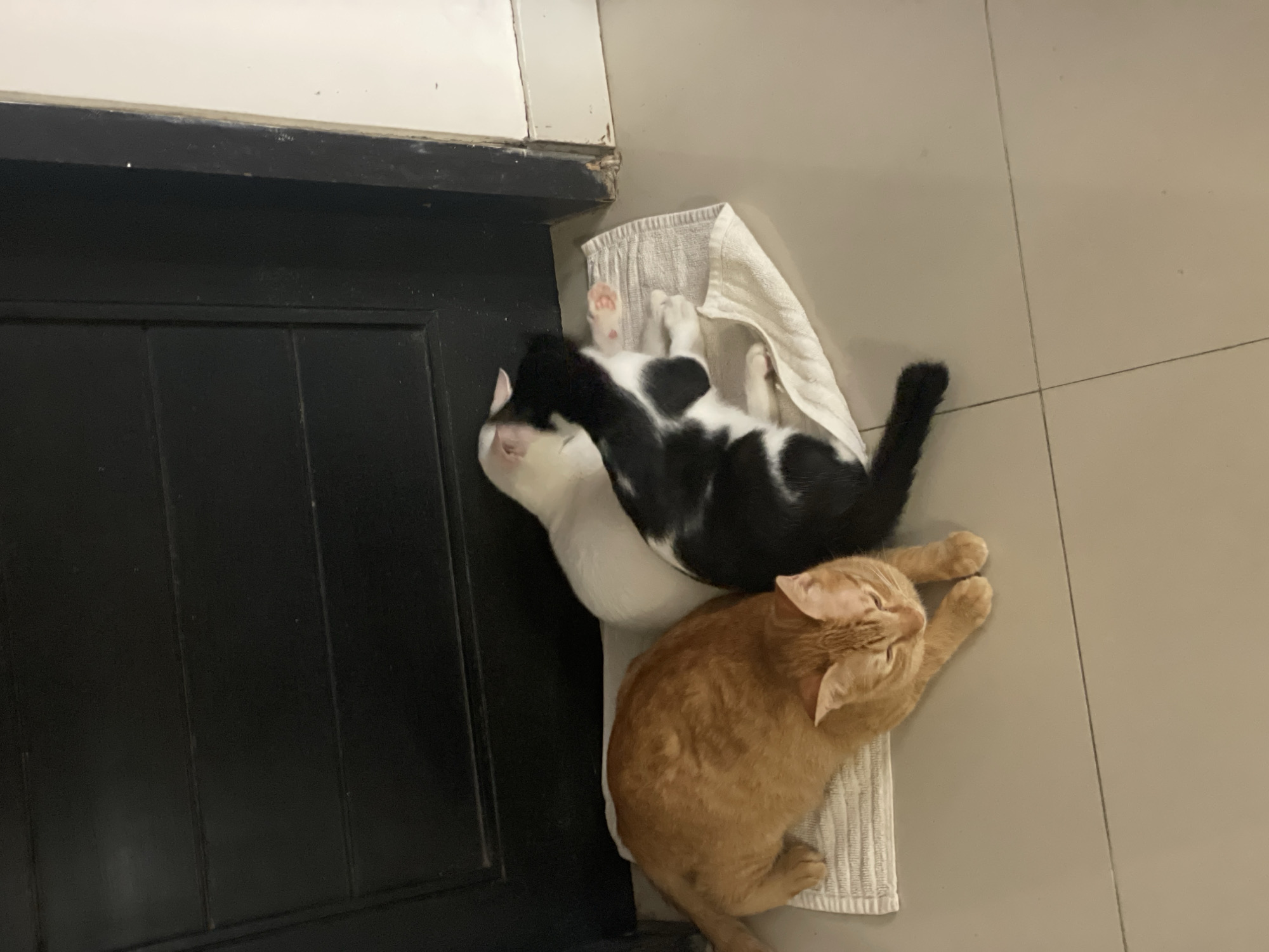 Cats gather for morning routine in Denpasar home